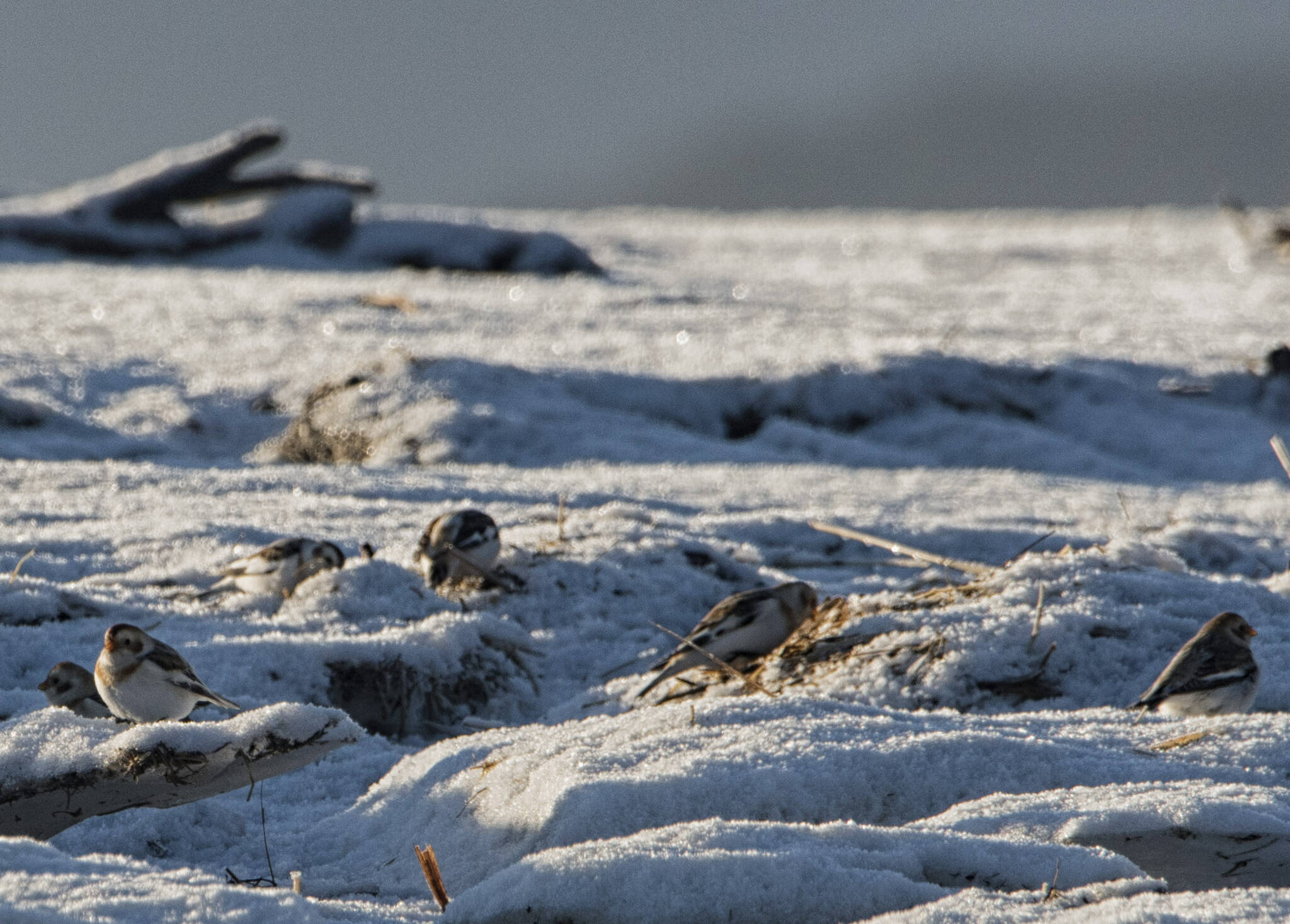 Snow buntings form a small flock on Eagle Beach. (Courtesy Photo / Kenneth Gill, gillfoto)