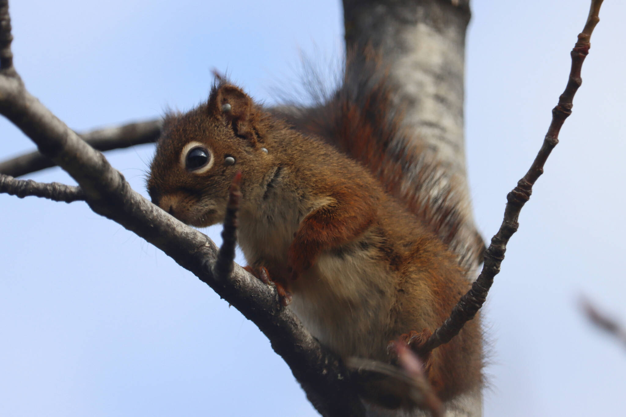 A squirrel with multiple ticks sits in a tree near the Mendenhall Glacier in September 2021. Ticks are among the observable impacts of climate change in Alaska, according to Mary F. Willson, as the warming climate brings other biological changes, including the northward spread of ticks, which has been well-documented in Eurasia and North America. (Ben Hohenstatt / Juneau Empire File)