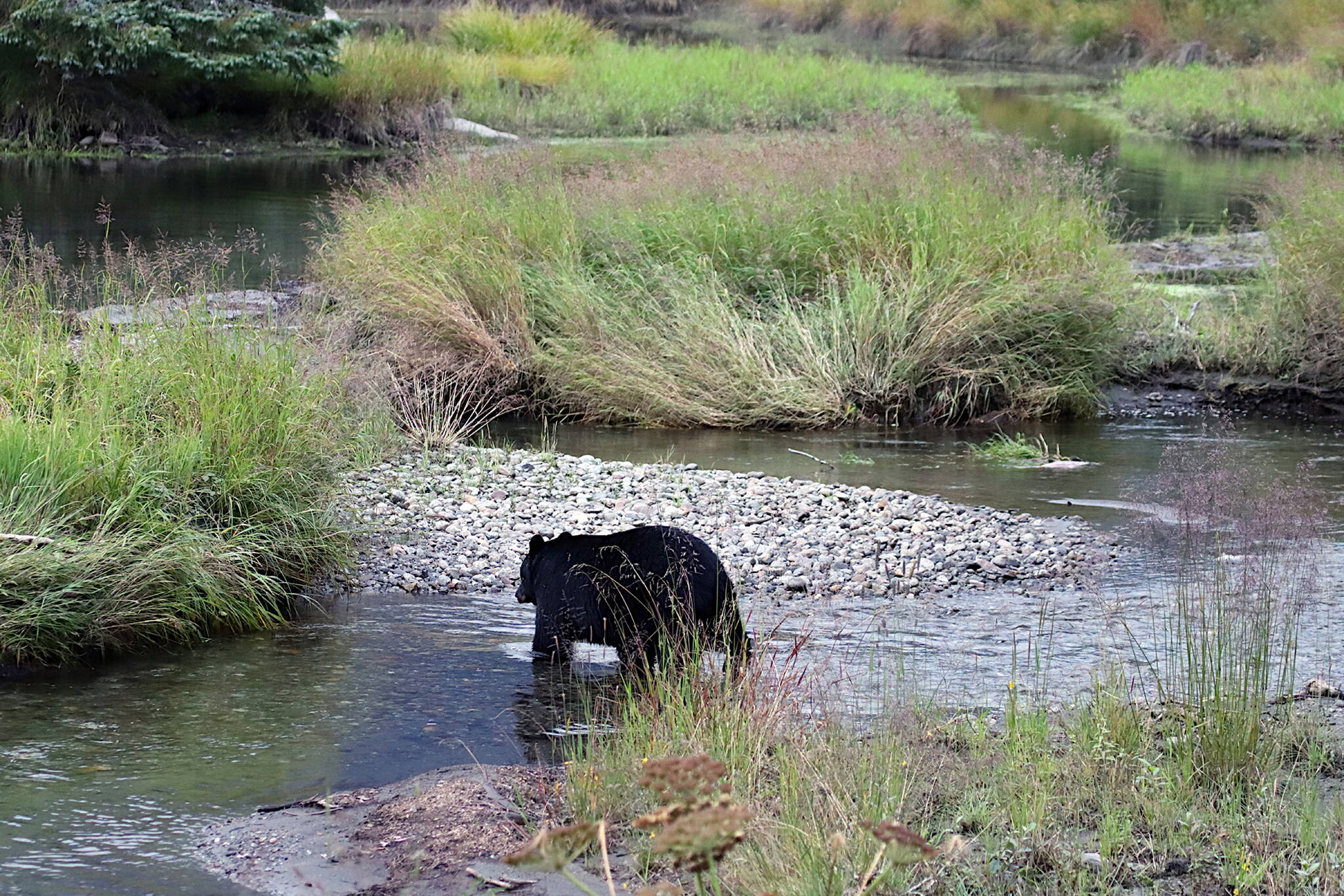 A bear wades through Steep Creek near the Mendenhall Glacier on Aug. 13, 2022. Proposed changes to the area would shift a portion of the trail away from the creek in order to restore salmon habitats and control the stream flow, and expand the trail with a new elevated section with several viewing platforms. (Ben Hohenstatt / Juneau Empire File)