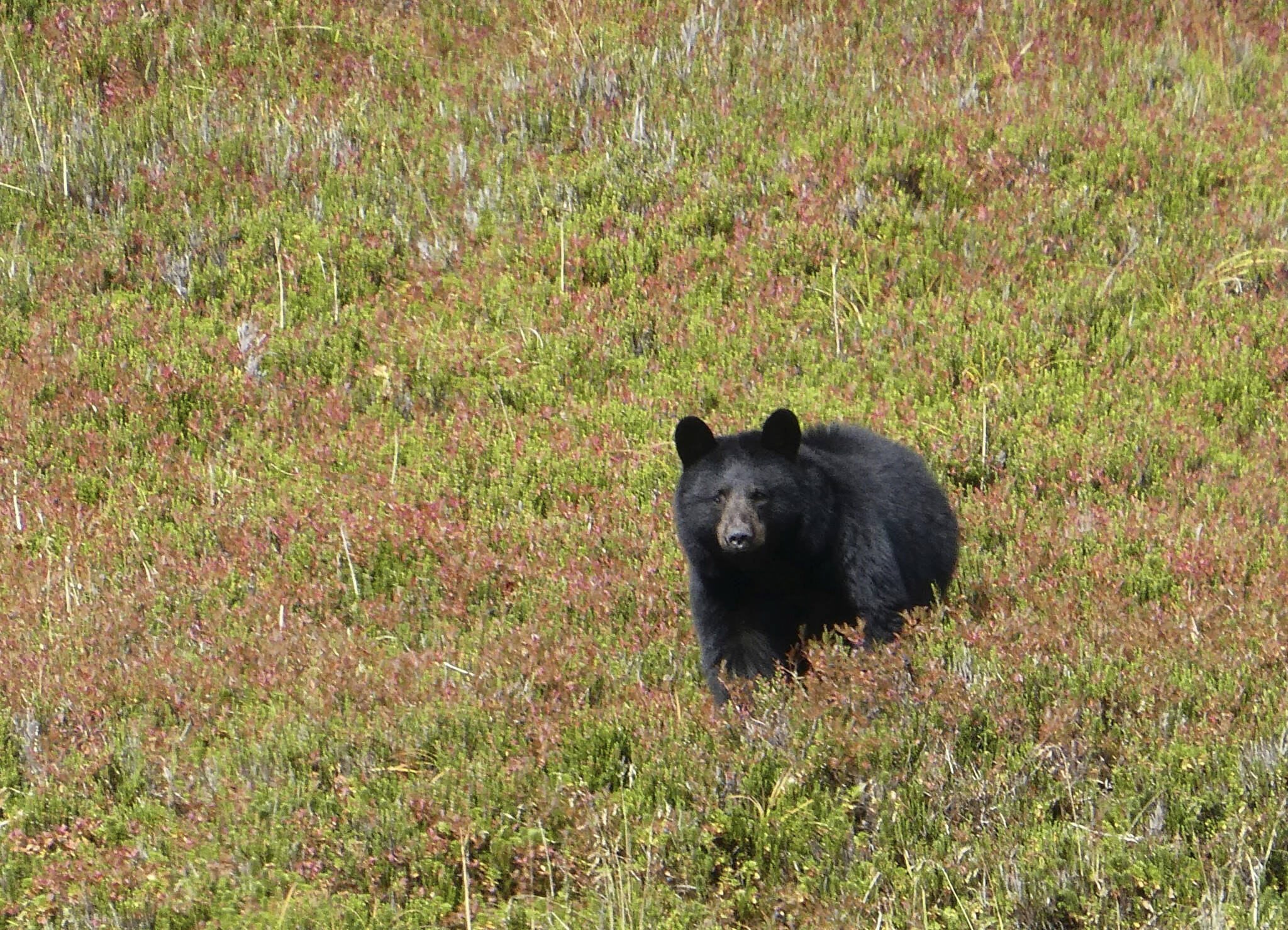 In this Wednesday, Oct. 4, 2017 photo, a black bear checks out his surroundings in Granite Basin in Juneau, Alaska. The National Park Service is proposing a rule that would prohibit bear baiting in national preserves in Alaska, the latest in a dispute over what animal rights supporters call a cruel practice. The park service said Friday, Jan. 6, 2023 it is proposing a rule barring bear baiting in national preserves in Alaska. (AP Photo / Becky Bohrer)