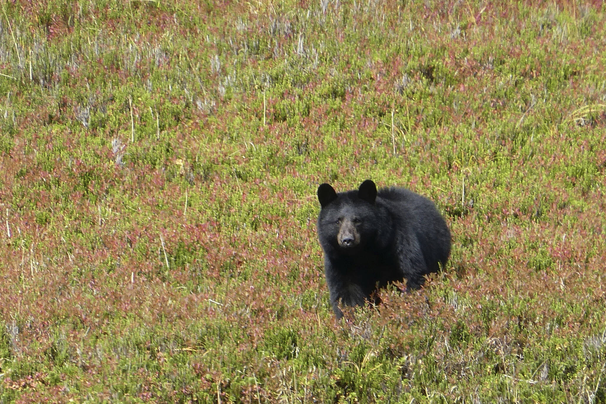 In this Wednesday, Oct. 4, 2017 photo, a black bear checks out his surroundings in Granite Basin in Juneau, Alaska. The National Park Service is proposing a rule that would prohibit bear baiting in national preserves in Alaska, the latest in a dispute over what animal rights supporters call a cruel practice. The park service said Friday, Jan. 6, 2023 it is proposing a rule barring bear baiting in national preserves in Alaska. (AP Photo / Becky Bohrer)