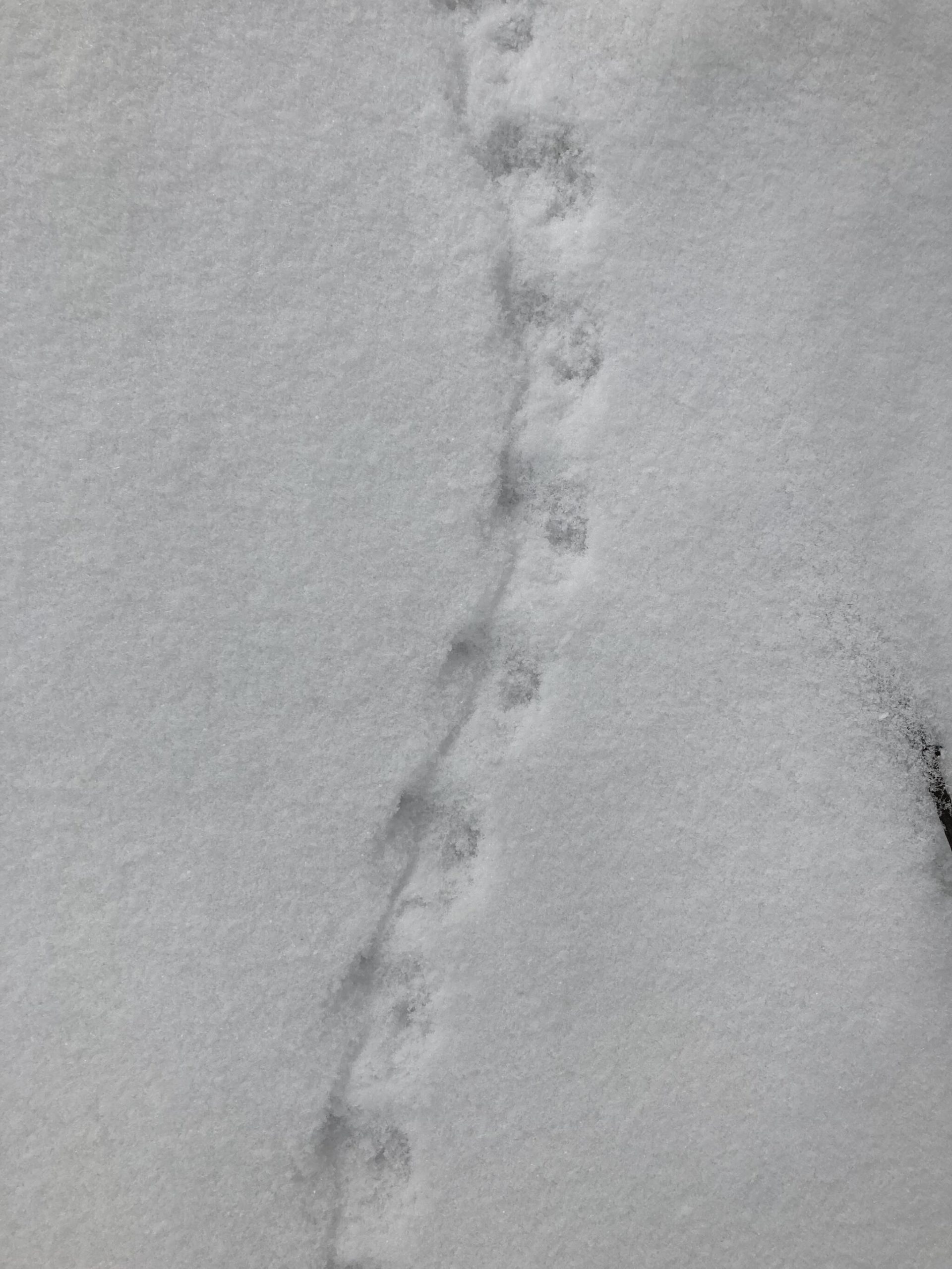 Mary F. Willson / For the Juneau Empire
A shrew left a trail as it bounded over the snow.