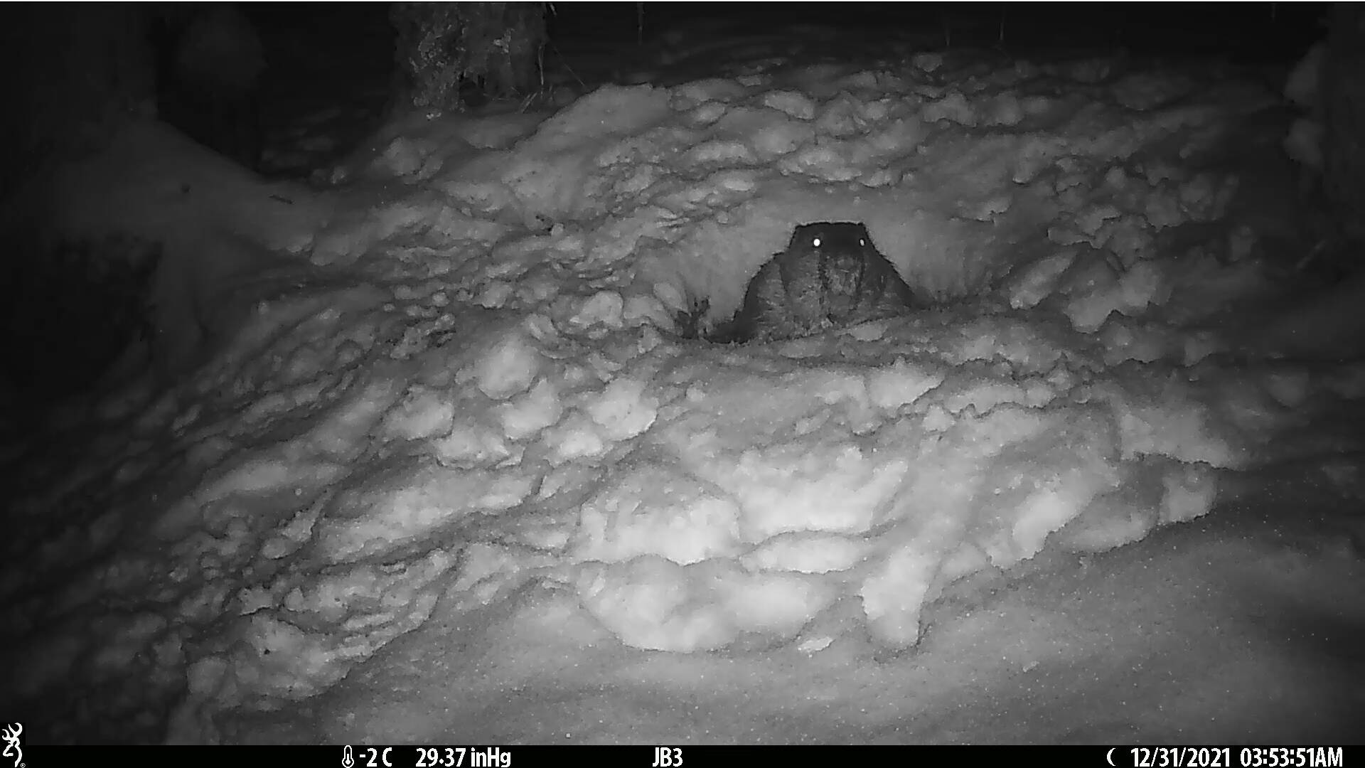 Courtesy Photo / Jos Bakker
A trail cam photo shows a beaver emerging from its snowy lodge and went foraging for branches in December.