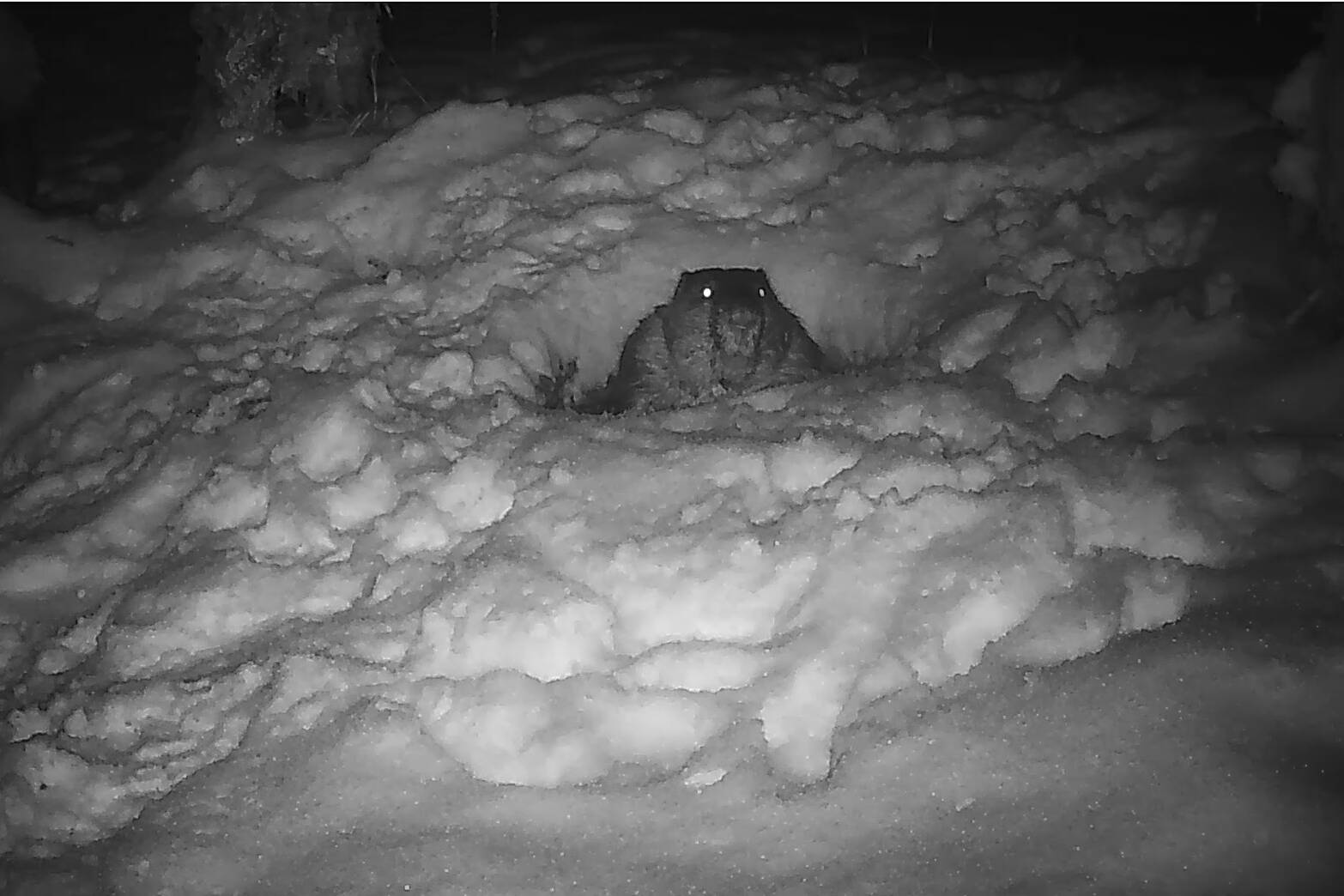 A trail cam photo shows a beaver emerging from its snowy lodge and went foraging for branches in December (Courtesy Photo / Jos Bakker)