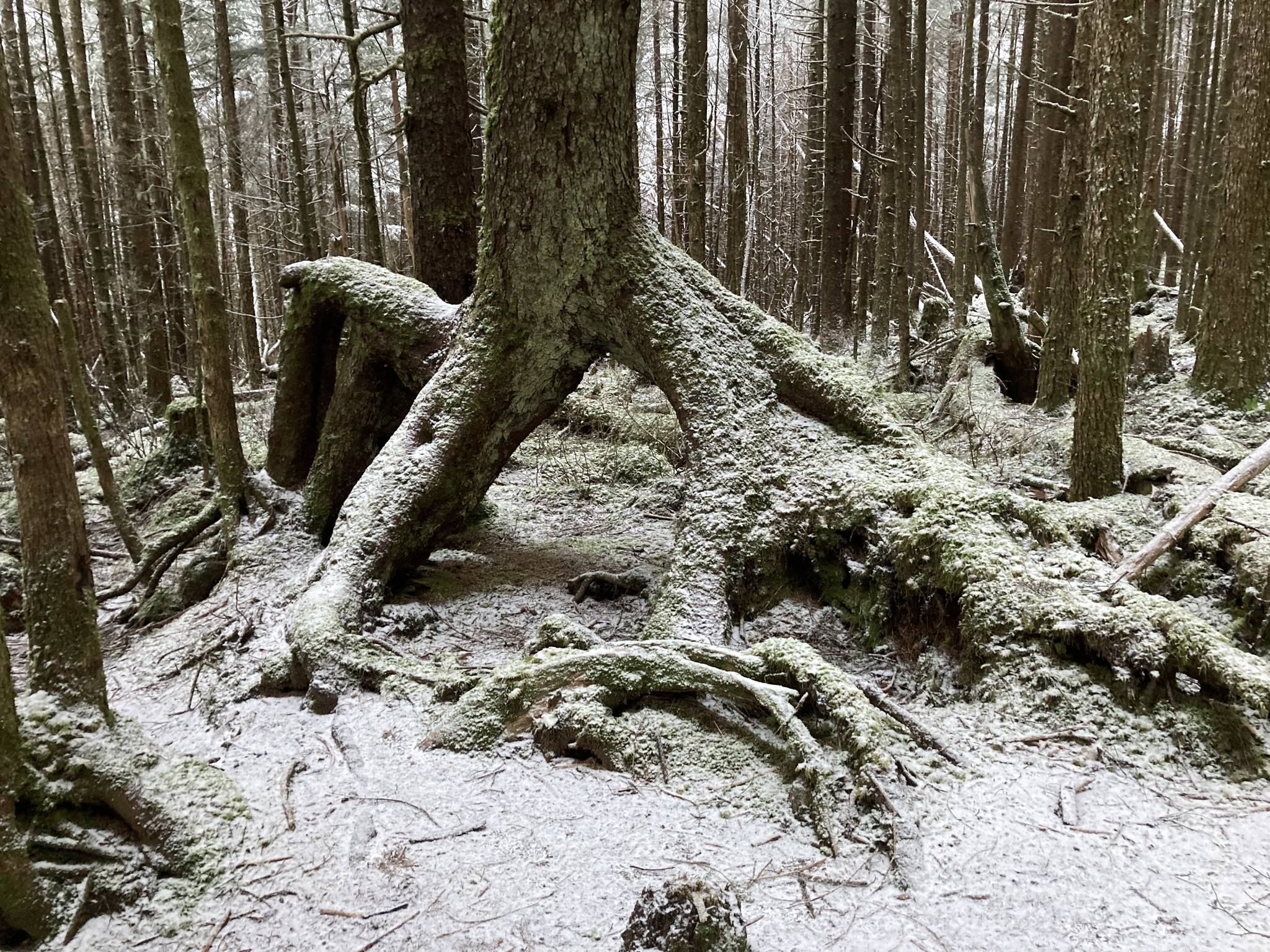 A mature spruce tree grows on stilt roots, its nurse log long gone into the soil. (Mary F. Willson / For the Juneau Empire)