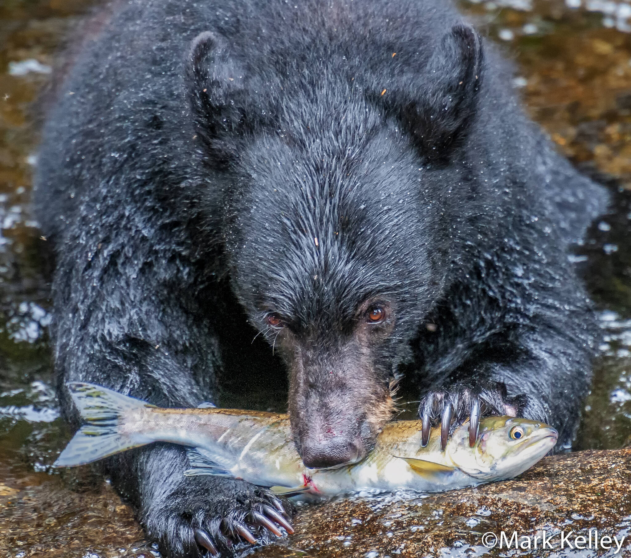 This photo was one of the 10 photos a part of Juneau-based photographer Mark Kelley’s award-winning portfolio featured in the 2022 National Wildlife Magazine photo contest. The photo depicts a black bear eating a pink salmon after fishing along the Anan Creek. (Courtesy / Mark Kelley)