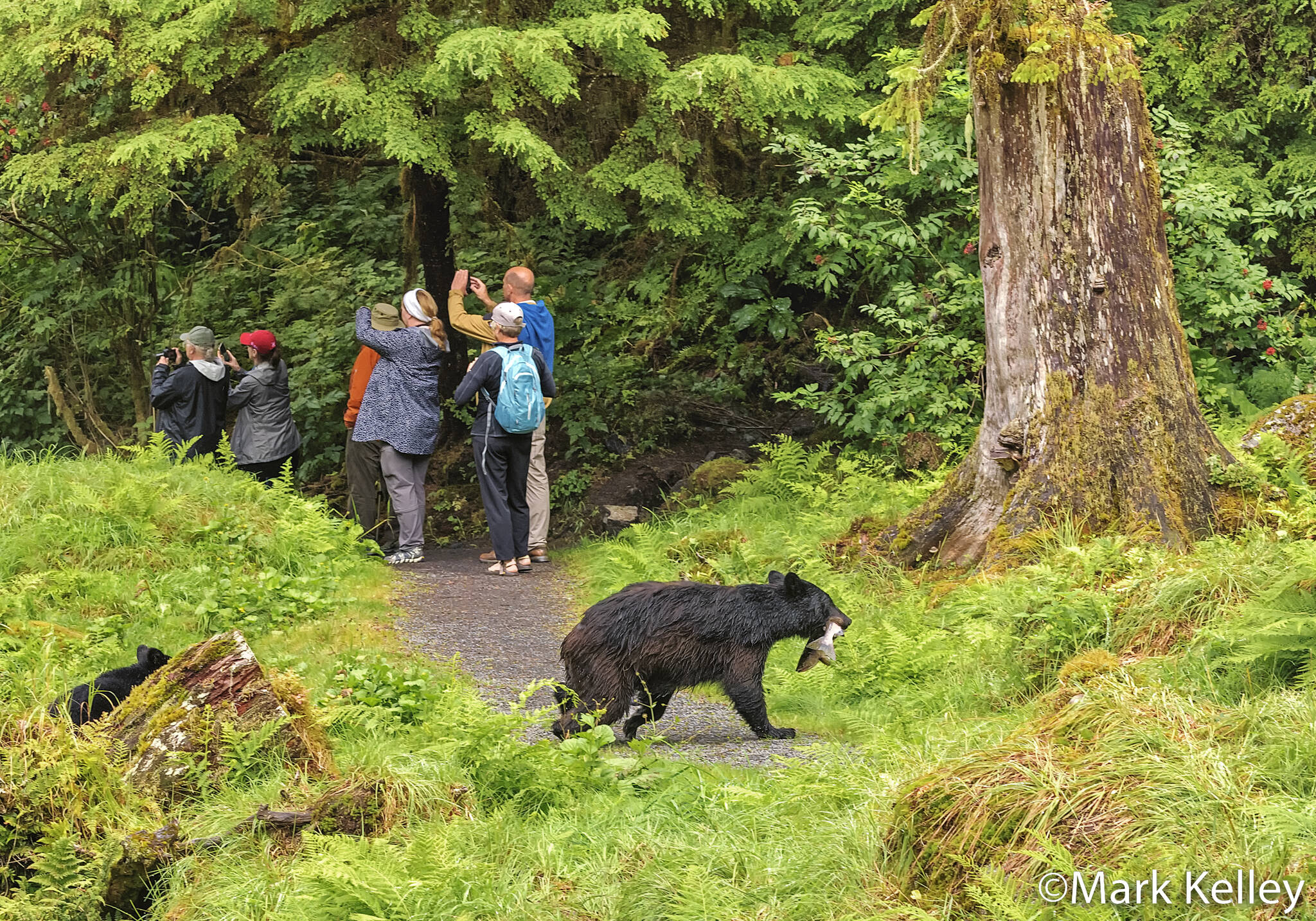This photo was one of the 10 photos a part of Juneau-based photographer Mark Kelley’s award-winning portfolio featured in the 2022 National Wildlife Magazine photo contest. The photo depicts black bear carrying a salmon behind the backs of visitors to the Tongass National Forest along Anan Creek. (Courtesy / Mark Kelley)