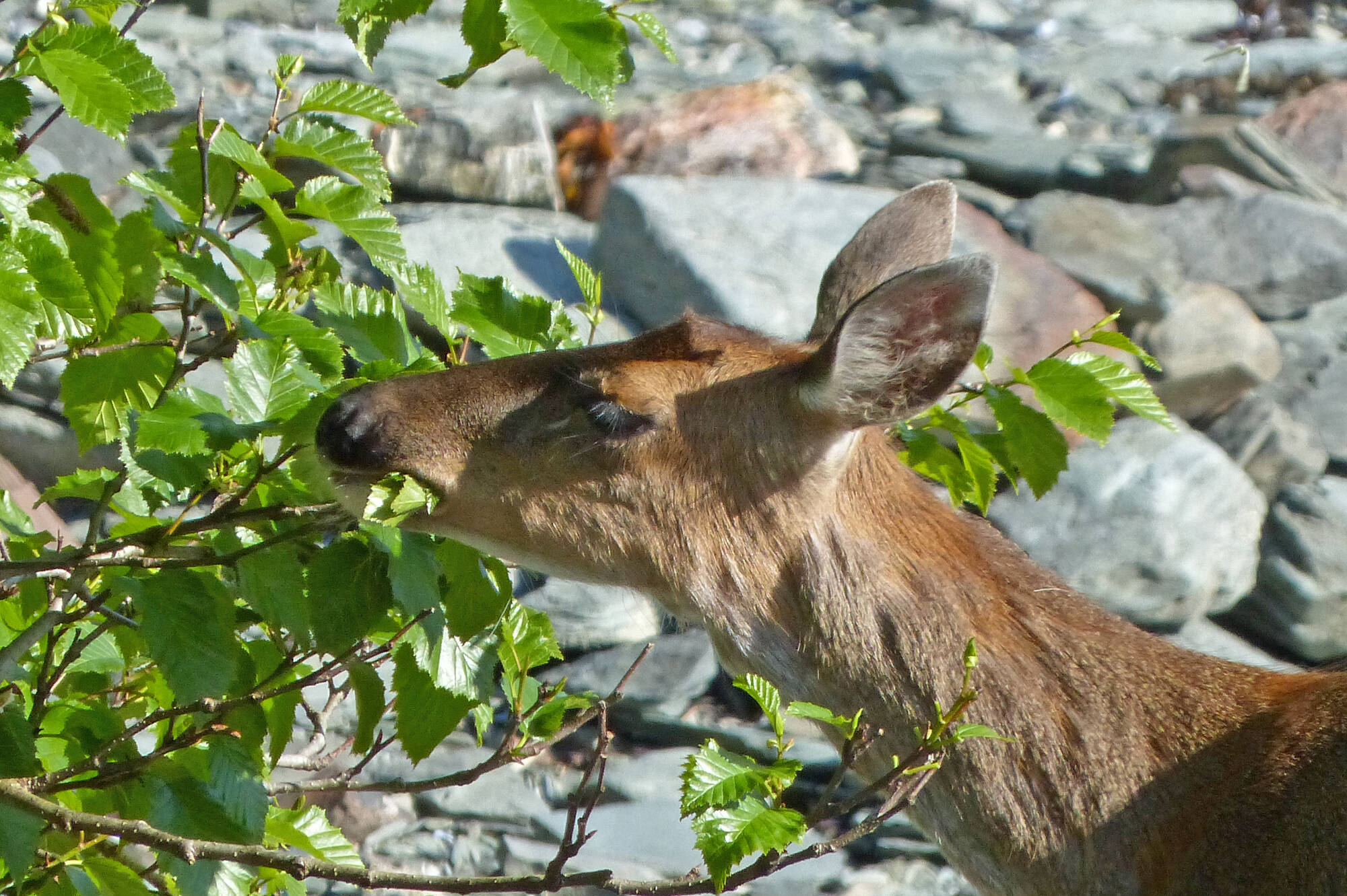 A deer eats alder leaves (Courtesy Photo / Bob Armstrong)