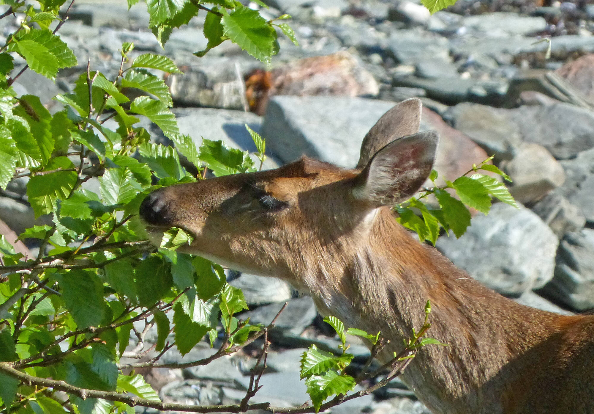 A deer eats alder leaves (Courtesy Photo / Bob Armstrong)