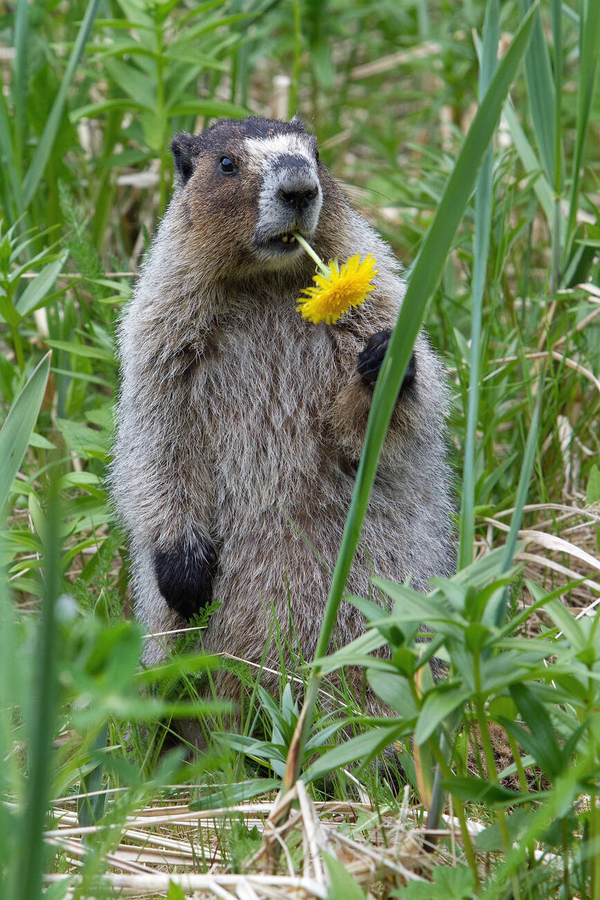 A hoary marmot nibbles a dandelion (Courtesy Photo / Jos Bakker)