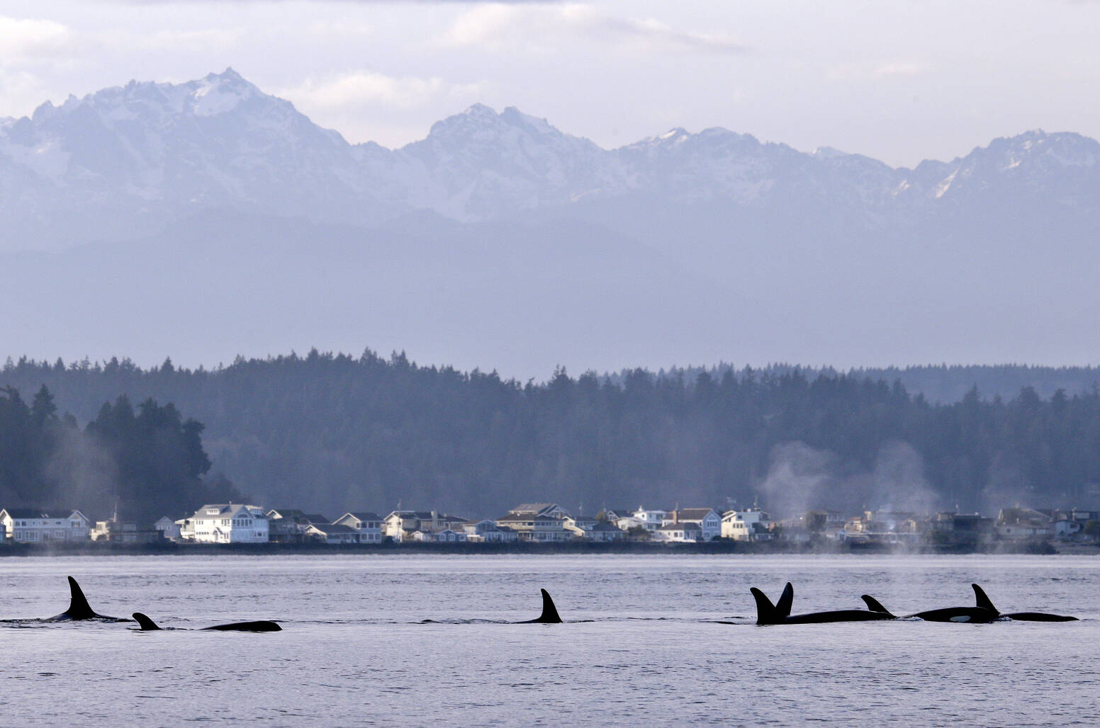 In this Jan. 18, 2014, file photo, endangered orcas swim in Puget Sound and in view of the Olympic Mountains just west of Seattle, as seen from a federal research vessel that has been tracking the whales. (AP Photo / Elaine Thompson File)