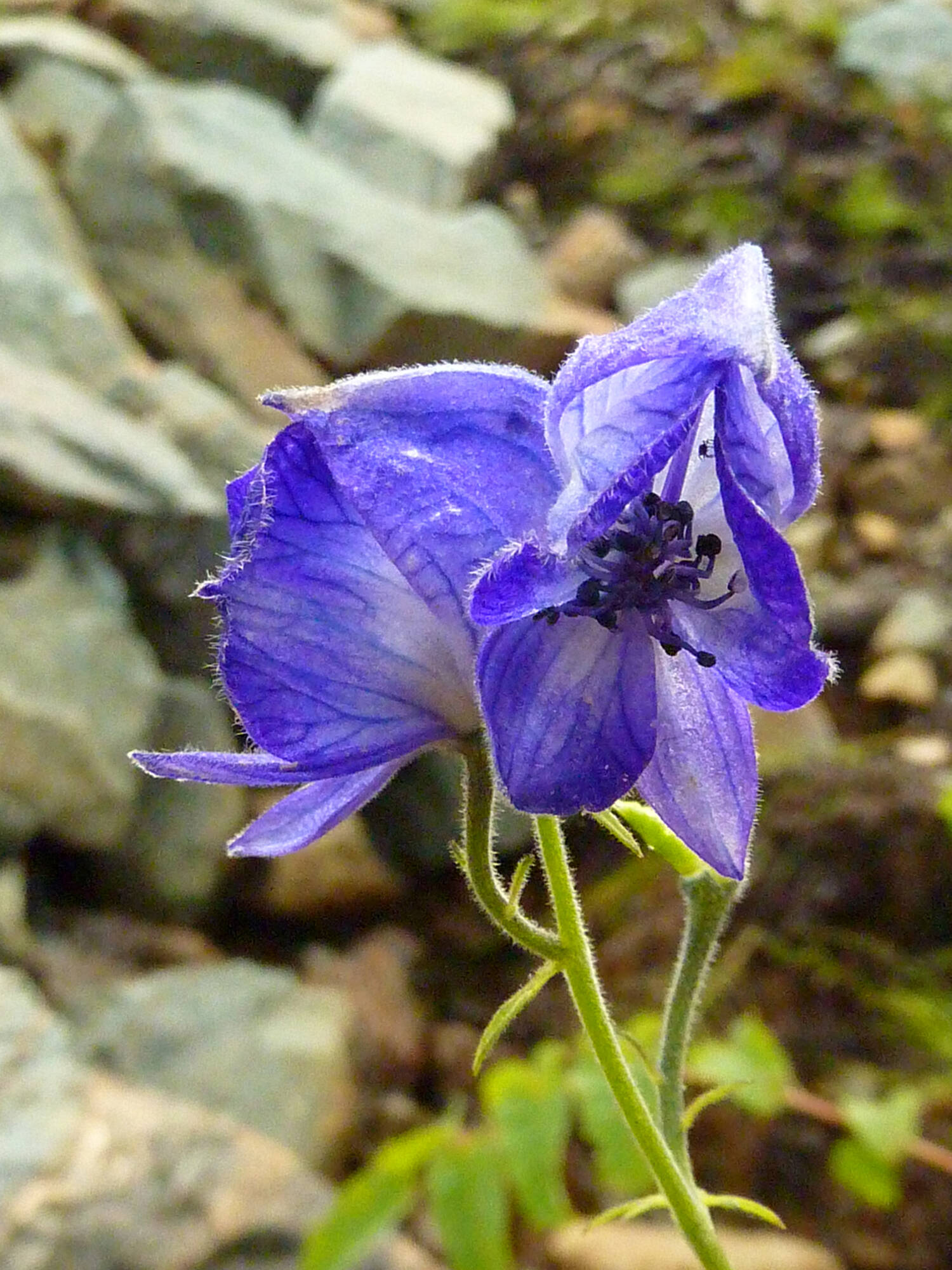 Monkshood (Aconitum) plants are highly toxic to mammals but several kinds of insects feed on them regularly (Courtesy Photo / KM Hocker)