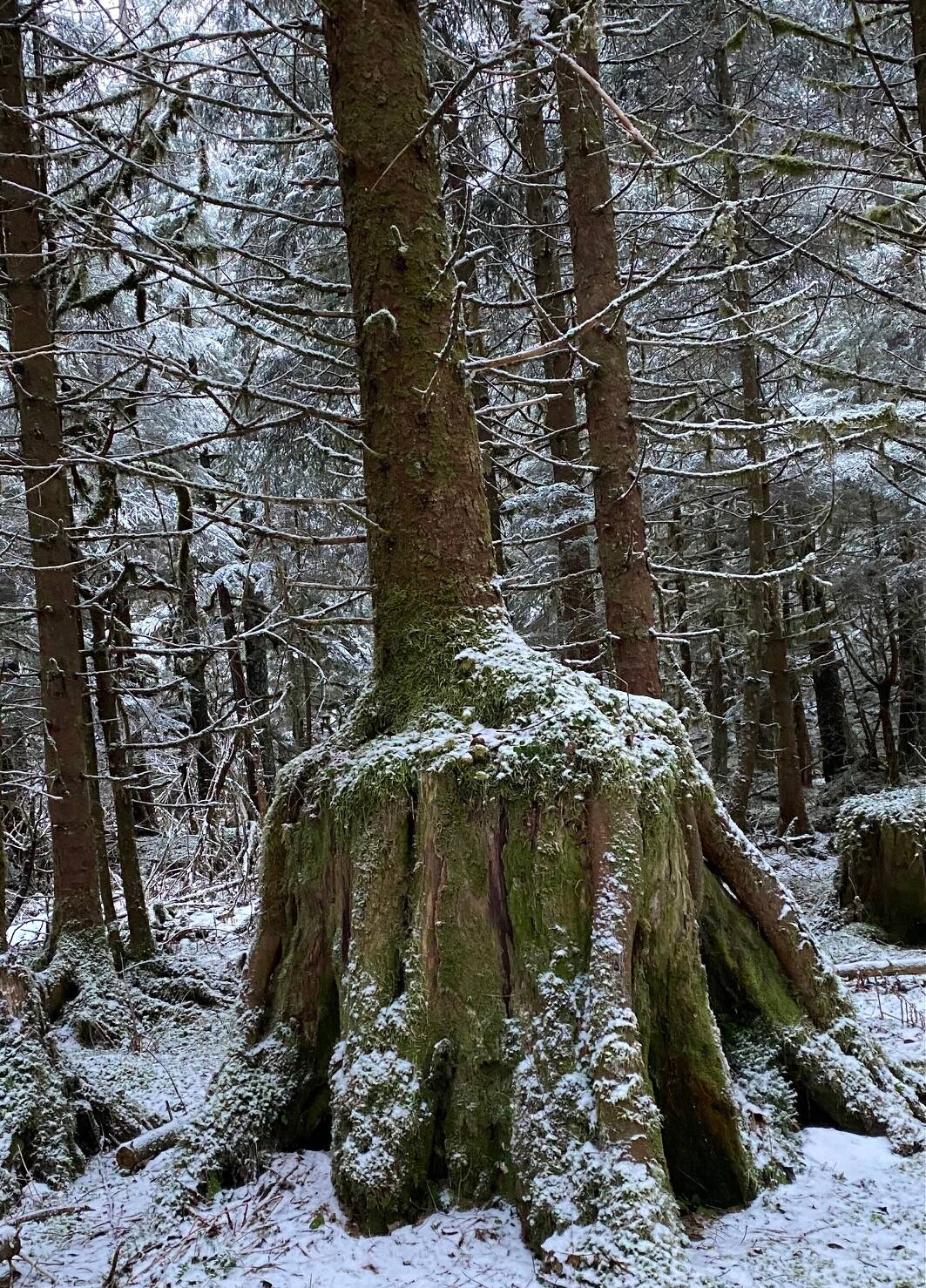 Roots stretch over a large rock in order to survive. Outer Point trail in late January. (Courtesy Photo / Denise Carroll)