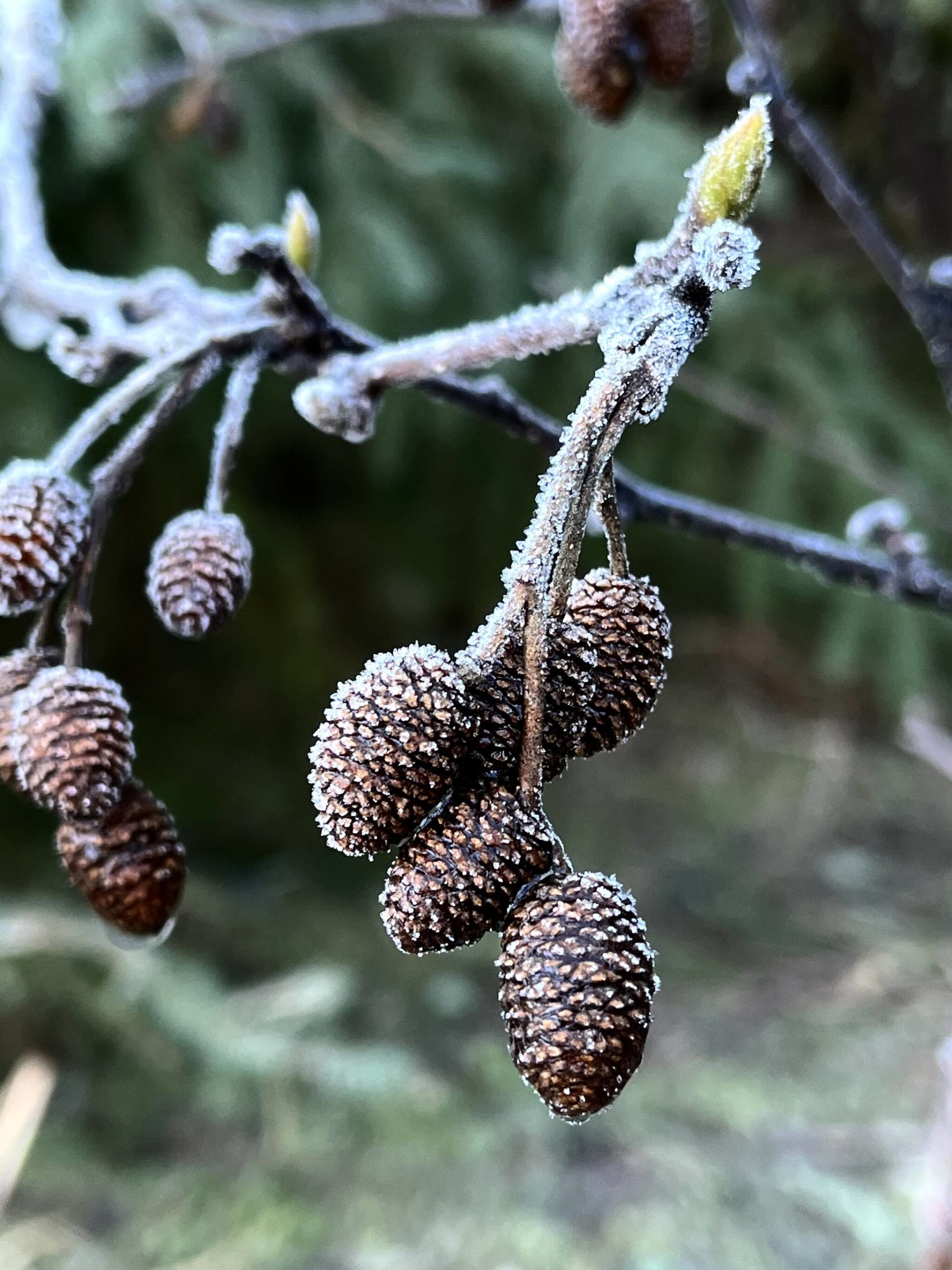 This photo shows frosty alder cones and a green shoot. (Courtesy Photo / Linda Buckley)