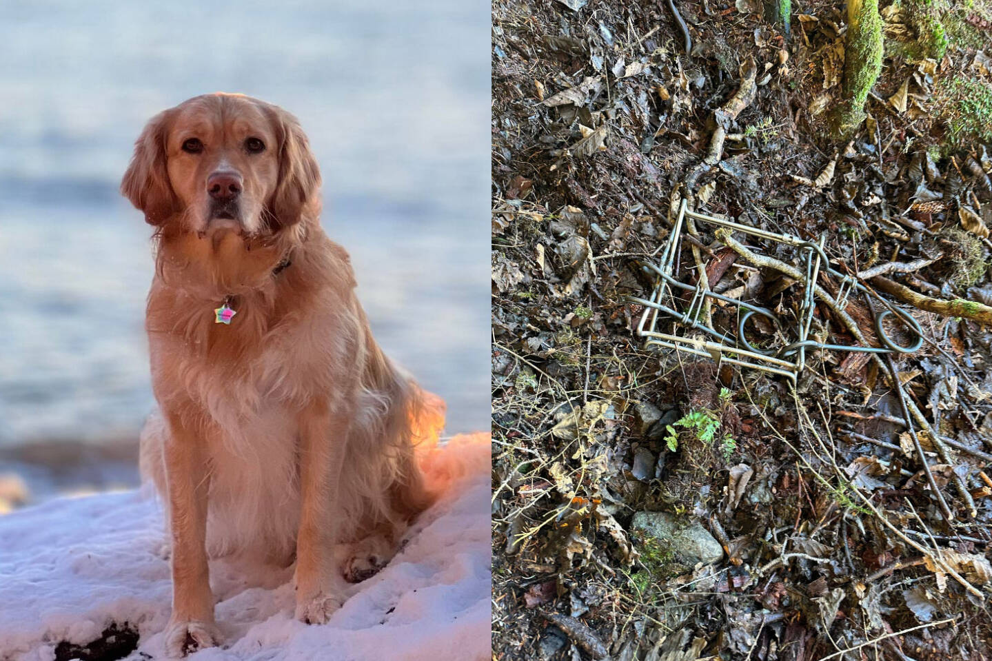 These photos show Nova, a 3-year-old golden retriever, and the illegally placed body hold trap, commonly referred to as a Conibear trap, that caught her while walking near Outer Point Trail last week. (Courtesy / Jessica Davis)