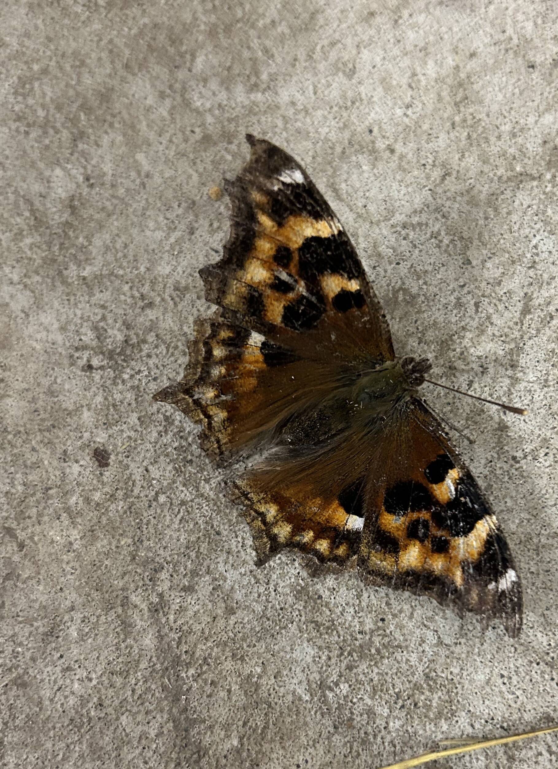 A Compton tortoiseshell butterfly pauses between flights in Two Rivers resident Rod Boyce’s garage in January 2023. Photo by Rod Boyce.