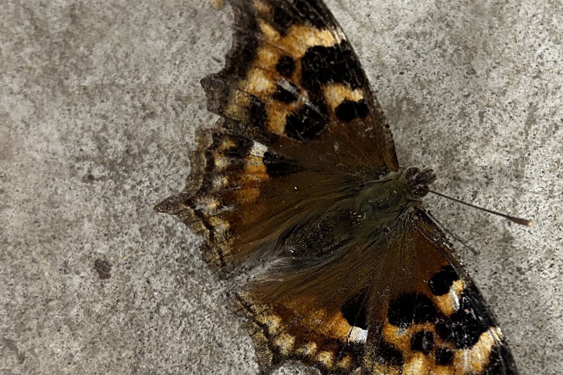 A Compton tortoiseshell butterfly pauses between flights in Two Rivers resident Rod Boyce’s garage in January 2023. Photo by Rod Boyce.