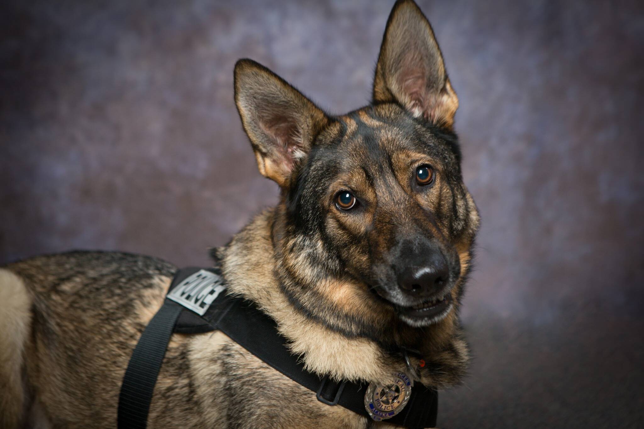 This photo shows K-9 Buddy who alerted authorities to a suspicious package. Two people were arrested on felony drug charges after a search found 177 grams of methamphetamine in the package, according to police. (Courtesy Photo / JPD)