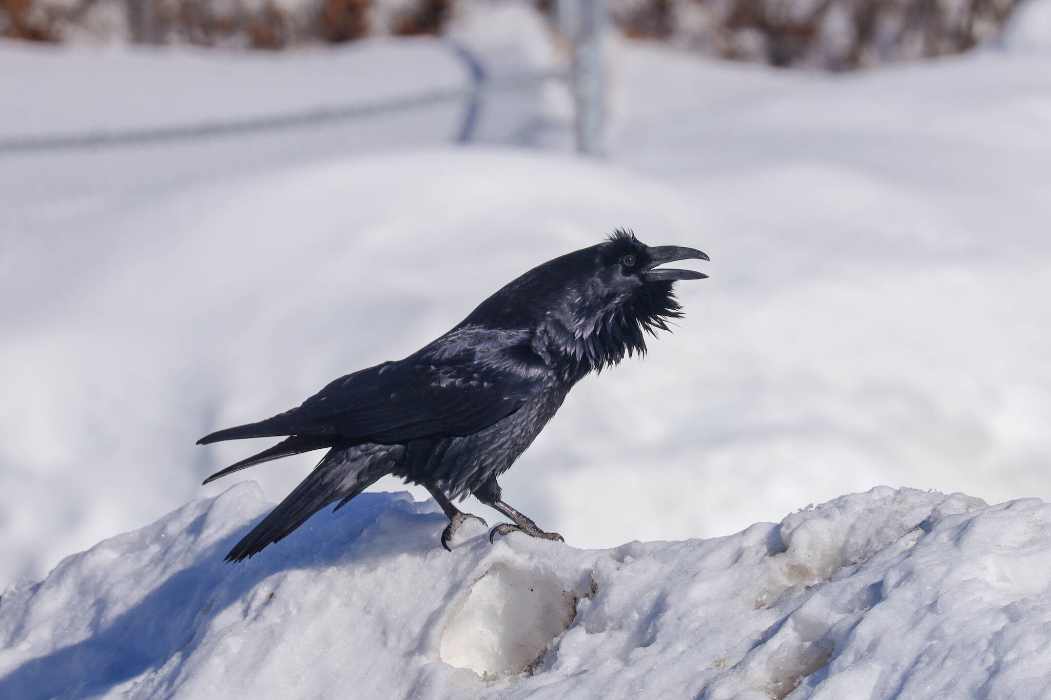 A raven vocalizes on the west side of Fairbanks in April 2021. (Courtesy Photo / Hannah Foss)