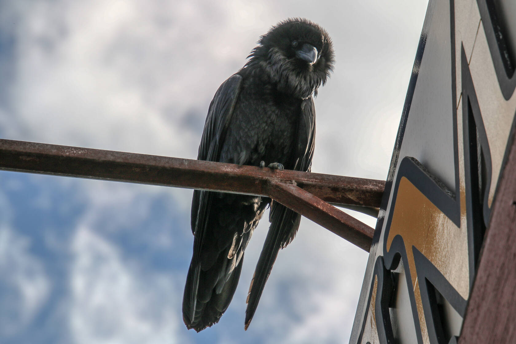 A Fairbanks raven looks down on an observer at the Shopper Forum Mall in May 2020. (Courtesy Photo / Hannah Foss)