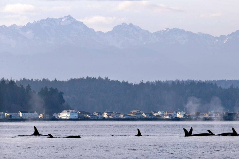 AP Photo/Elaine Thompson, File 
In this Jan. 18, 2014, file photo, endangered orcas swim in Puget Sound and in view of the Olympic Mountains just west of Seattle, as seen from a federal research vessel that has been tracking the whales.