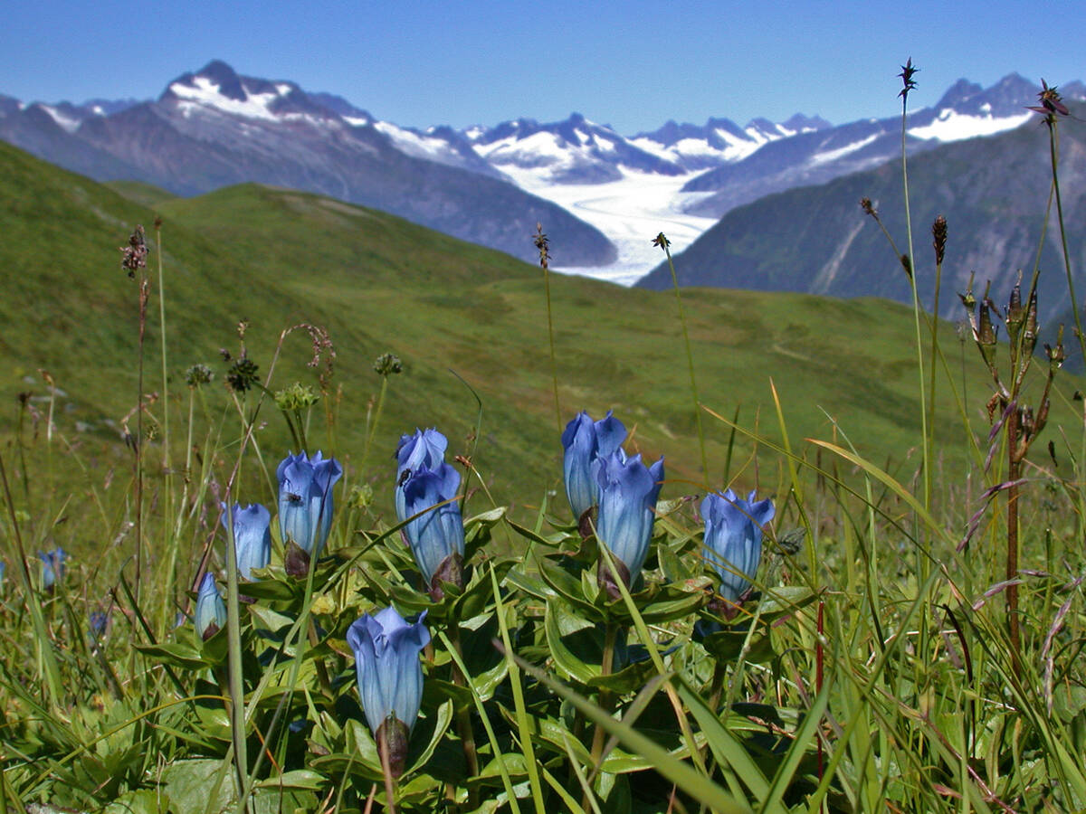 Anthocyanins in the petals of blue gentian have been modified to produce blue colors by the non-acid fluid of the cells. (Courtesy Photo / Bob Armstrong)