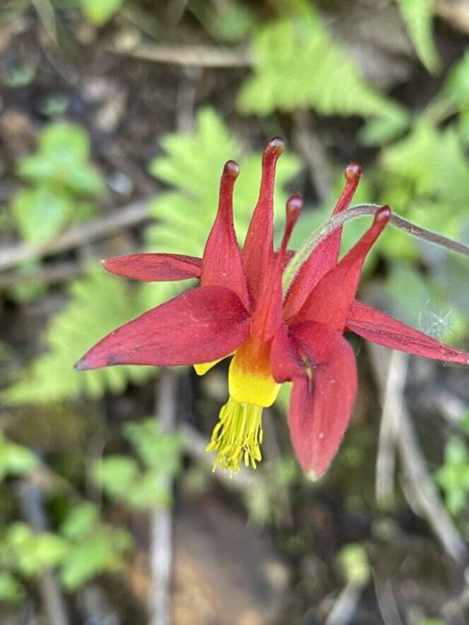 The red flowers of the native columbine are caused by anthocyanins. (Courtesy Photo / Deana Barajas)