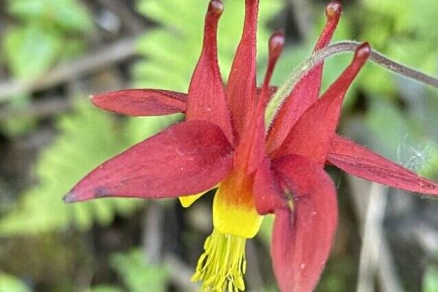 The red flowers of the native columbine are caused by anthocyanins. (Courtesy Photo / Deana Barajas)