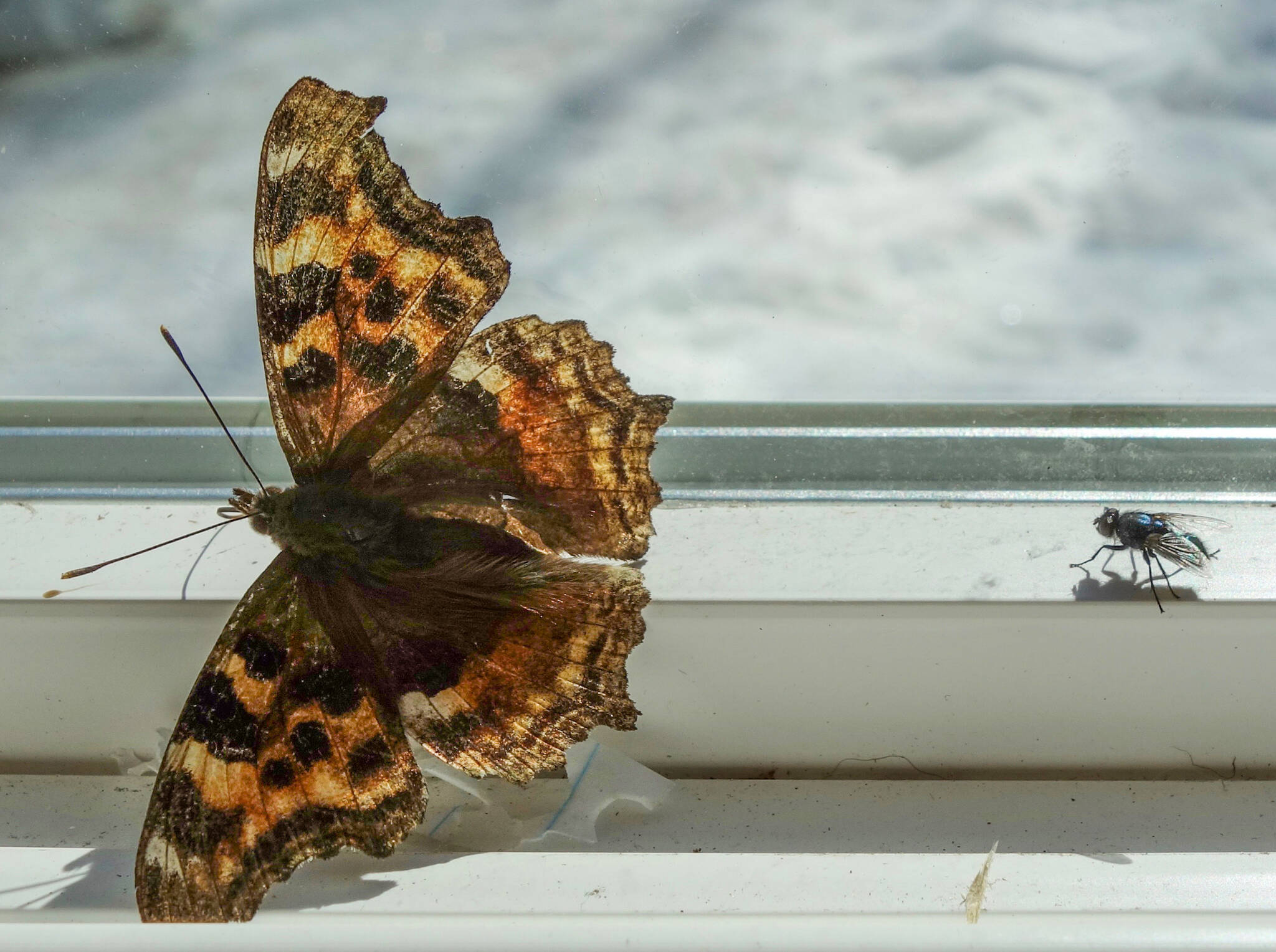 A Compton tortoiseshell butterfly emerges from winter hibernation with a suddenness that often surprises people who thought the insect was dead. (Courtesy Photo / Ned Rozell)