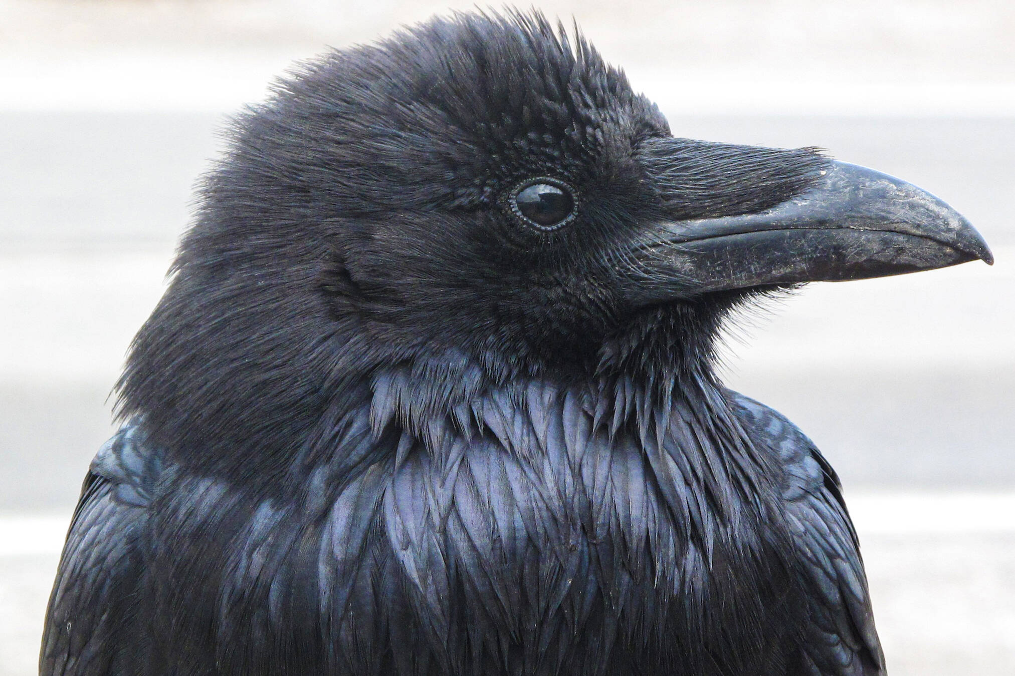 Ravens like this one inspire people to respond to their calls, and sometimes to pick up a pencil. (Courtesy Photo / Ned Rozell)