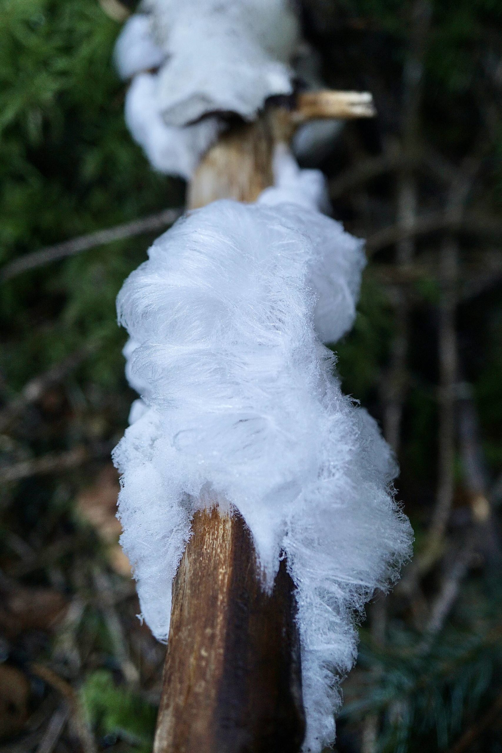 Hair frost grows on a fallen tree on Prince of Wales Island. (Courtesy Photo / Marti Crutcher)