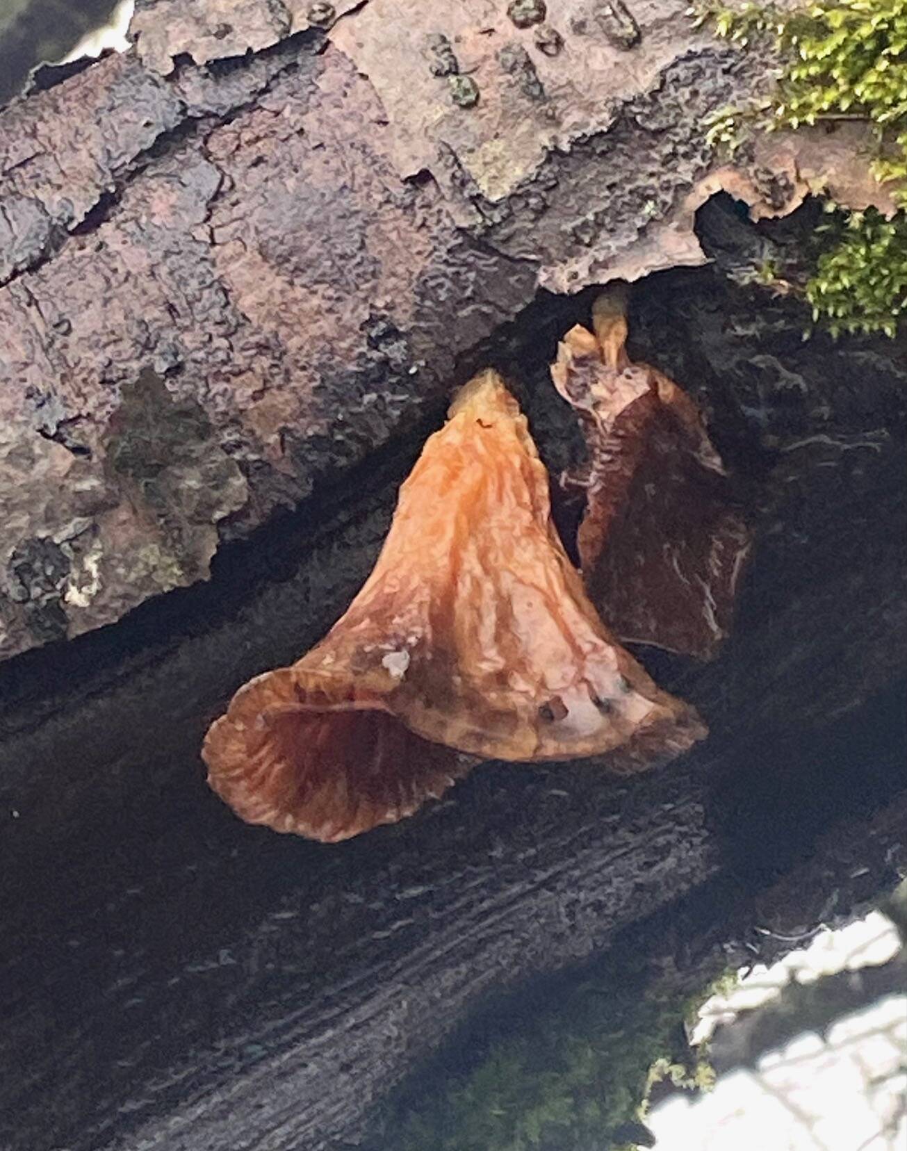 wet bell-shaped mushroom clings precariously to a decaying tree trunk near Sandy Beach on Feb. 18. (Courtesy Photo / Denise Carroll)