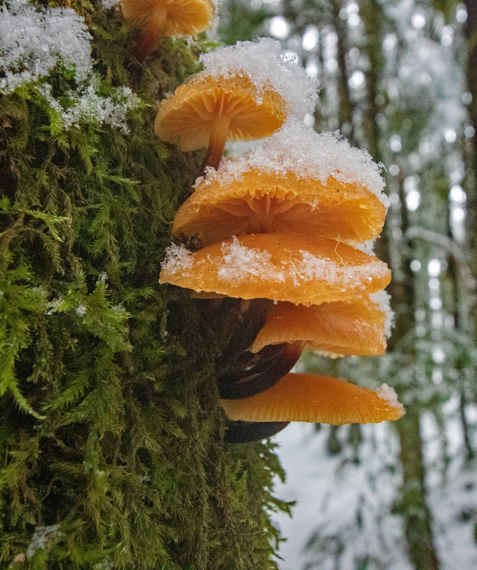 This bright orange fungus grows on dead cottonwoods and produces spores in winter. (Courtesy Photo / Jos Bakker)