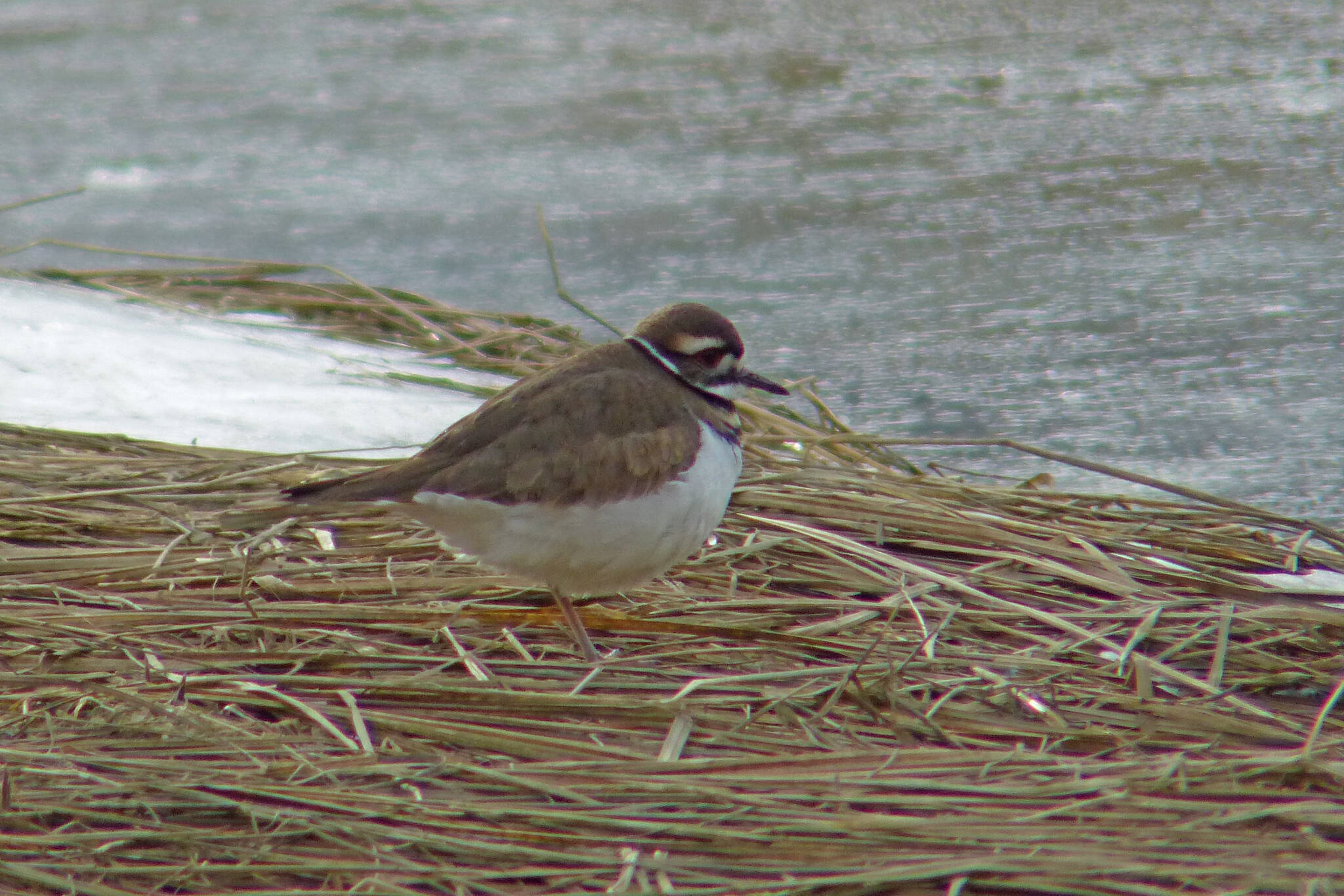 Killdeer can be seen in winter and nest here in spring. (Courtesy Photo / Bob Armstrong)