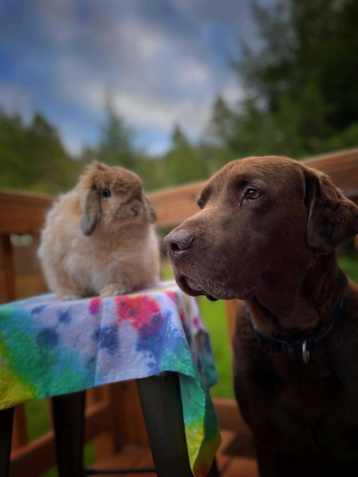 Mr. Buns, Lucy’s house bunny and dog Chuck wait for their new float house home. (Courtesy Photo / Lucy Moline-Robinson)