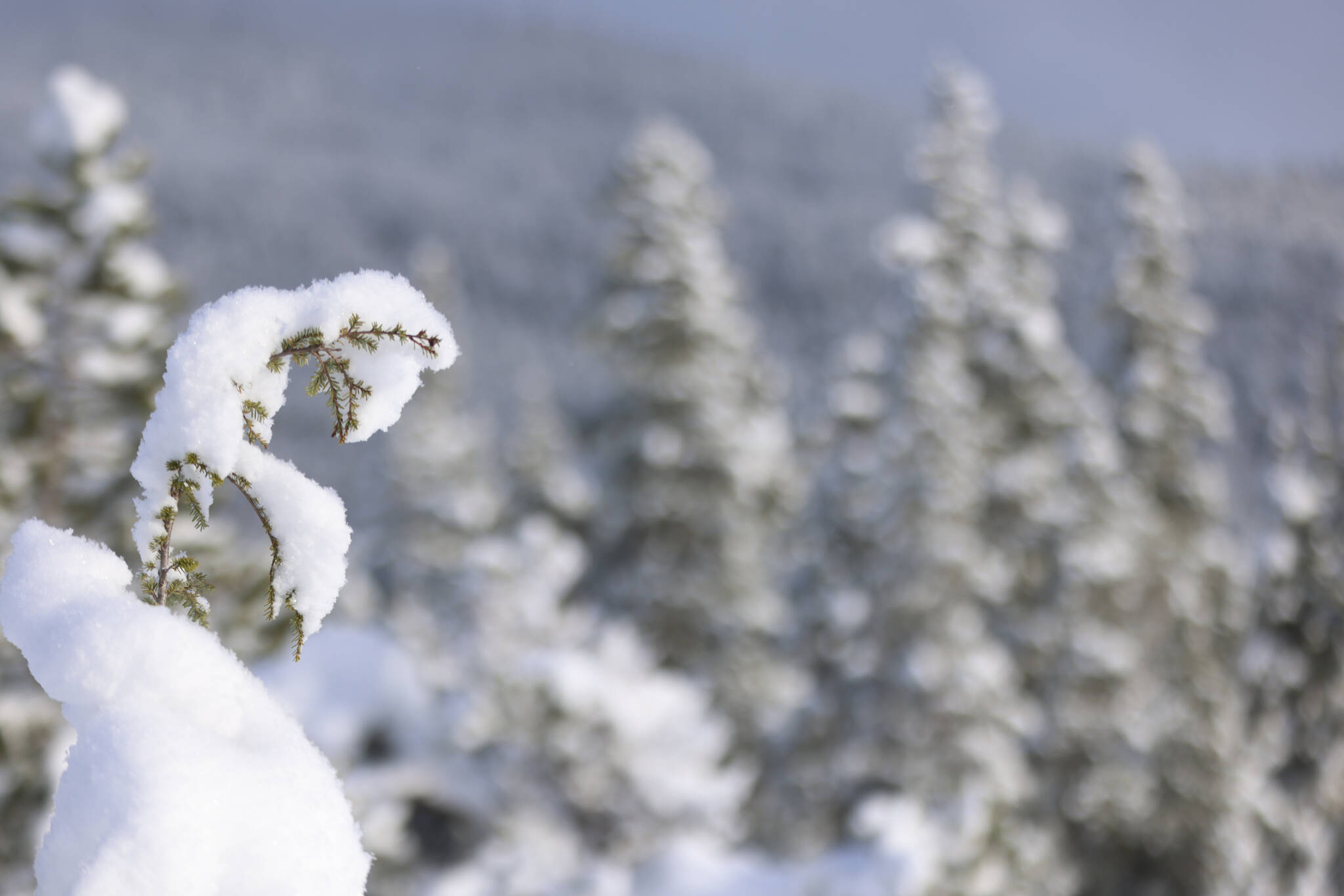 A young tree bows under the weight of snow along the Montana Creek Trail Saturday. (Ben Hohenstatt / Juneau Empire)