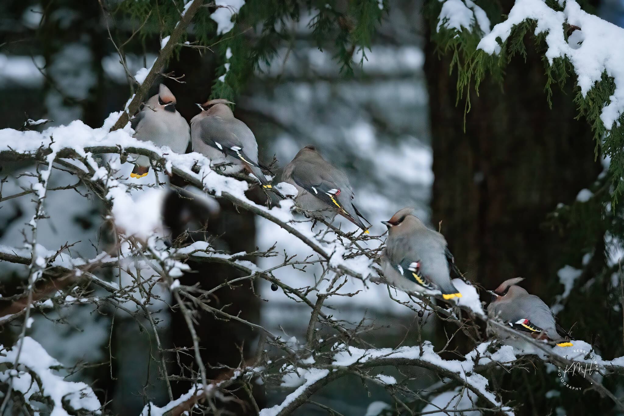 Five Bohemian waxwings rest on a snowy branch between bouts of feeding. (Courtesy Photo / Kerry Howard)