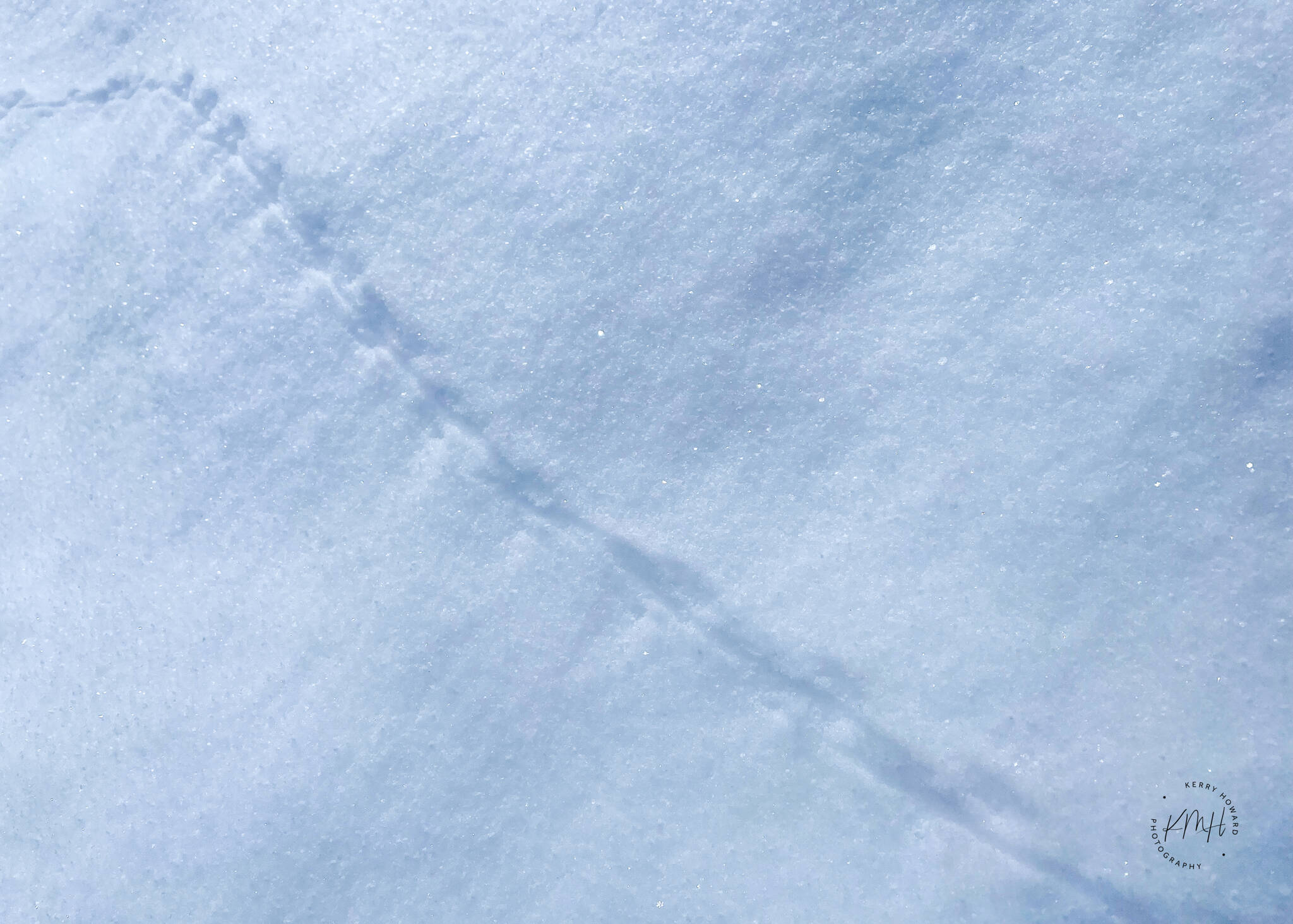 A shrew traveled over a light crust of snow for a long distance. (Courtesy Photo / Kerry Howard)