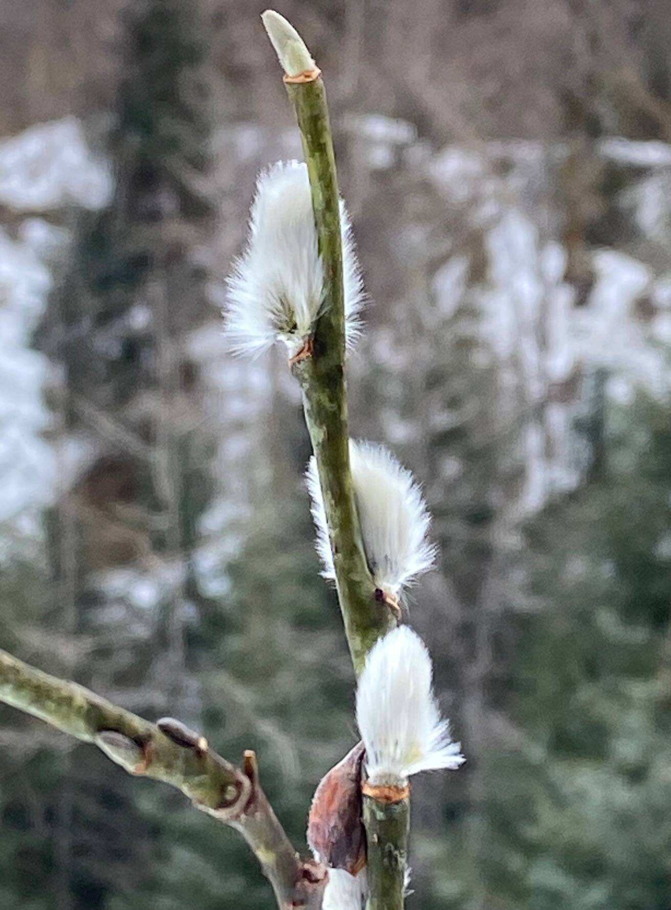 Spring is coming, as evidenced by this pussy willow seen near Mendenhall Glacier. (Courtesy Photo / Denise Carroll)