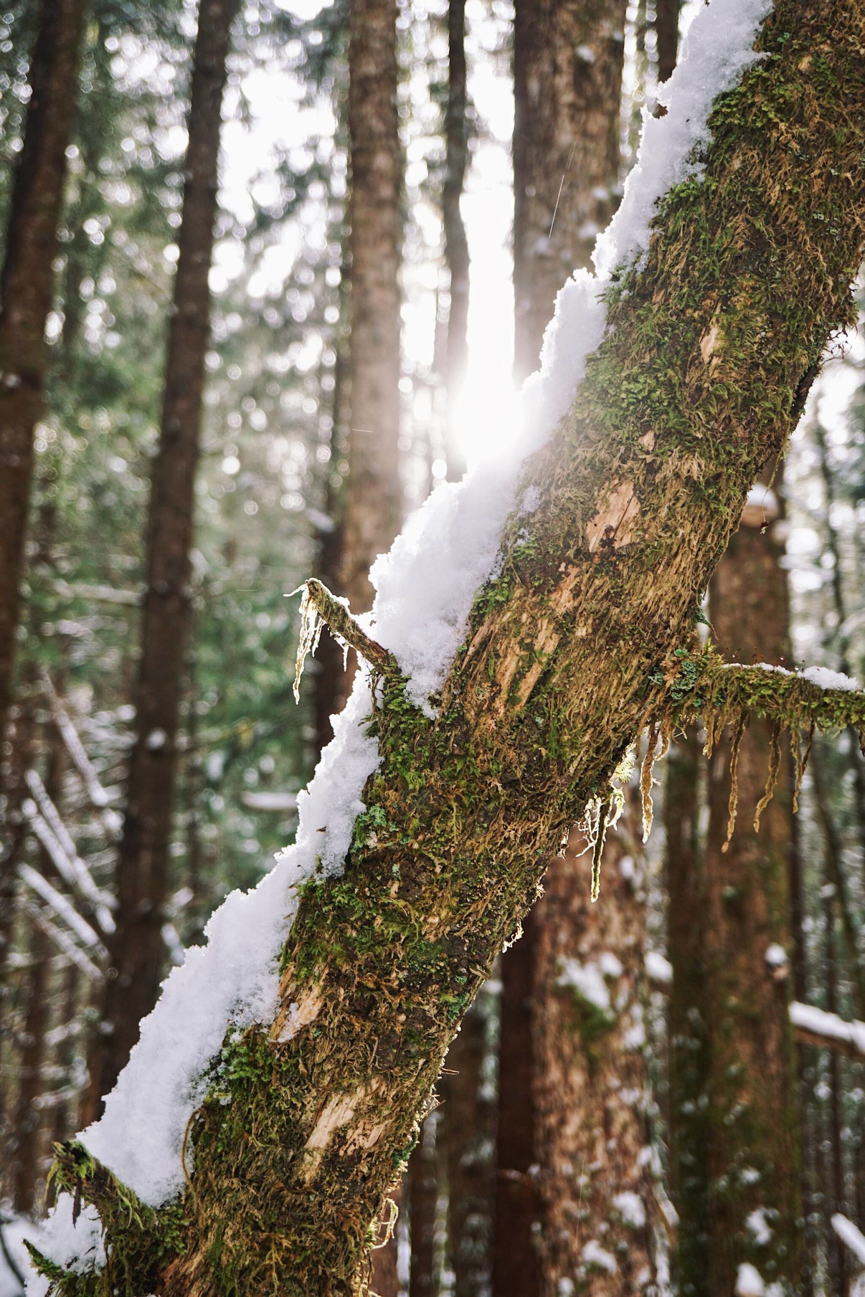 Sun casts its light on a mossy tree covered in snow on Prince of Wales Island. (Courtesy Photo / Marti Crutcher)