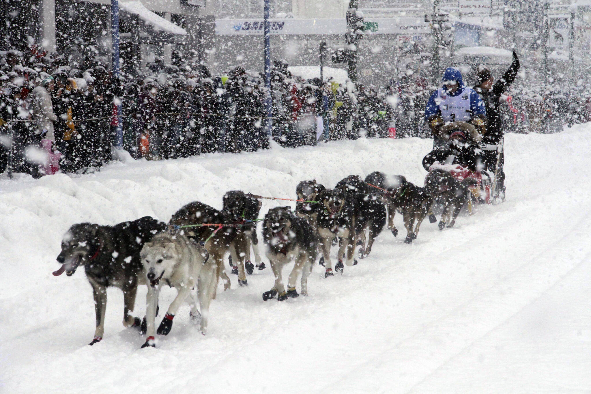 FILE - Jeff King takes his sled dog team through a snowstorm in downtown Anchorage, Alaska, March 4, 2022, during the ceremonial start of the Iditarod Trail Sled Dog Race. Only 33 mushers will participate in the ceremonial start of the Iditarod on Saturady, March 4, the smallest field ever. (AP Photo / Mark Thiessen)