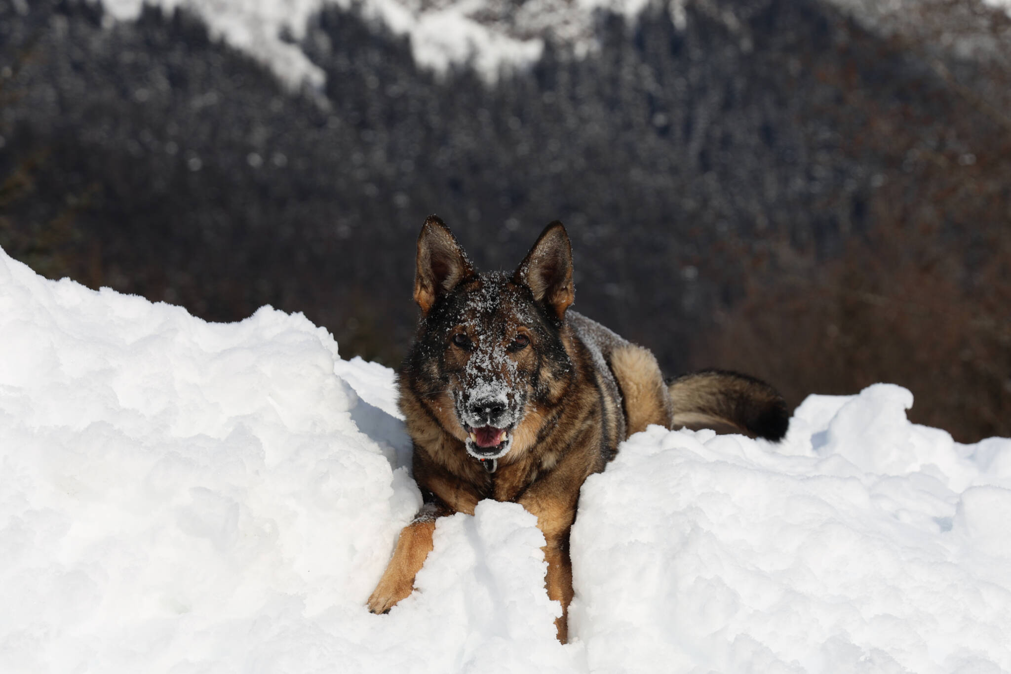Clarise Larson / Juneau Empire 
Buddy, Juneau Police Department’s narcotics dog, plays in a snow pile outside of the Juneau Police Station Tuesday afternoon.