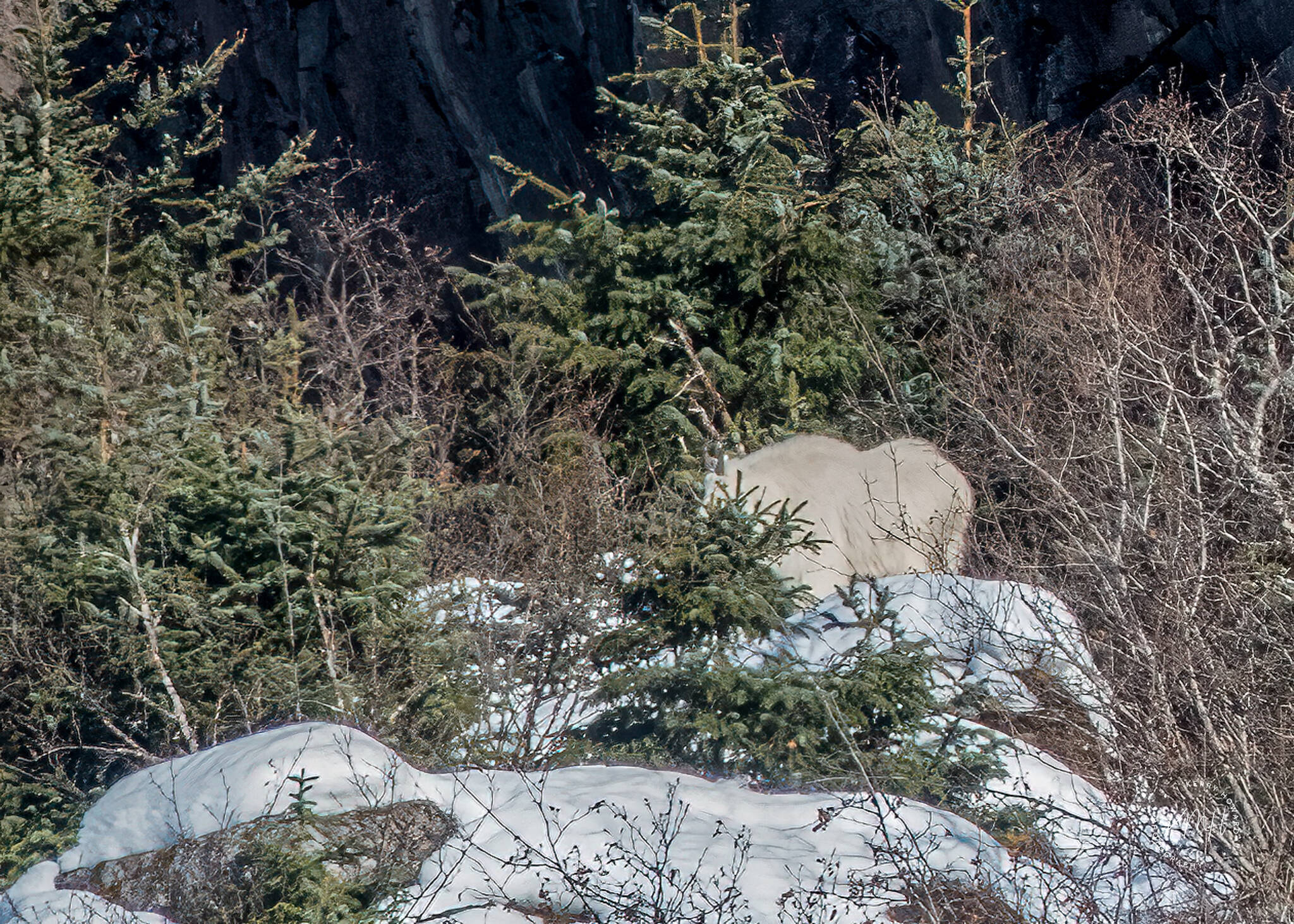 A very shaggy mountain goat stands on a rocky outcrop, partly obscured by brush (Courtesy Photo / Kerry Howard)