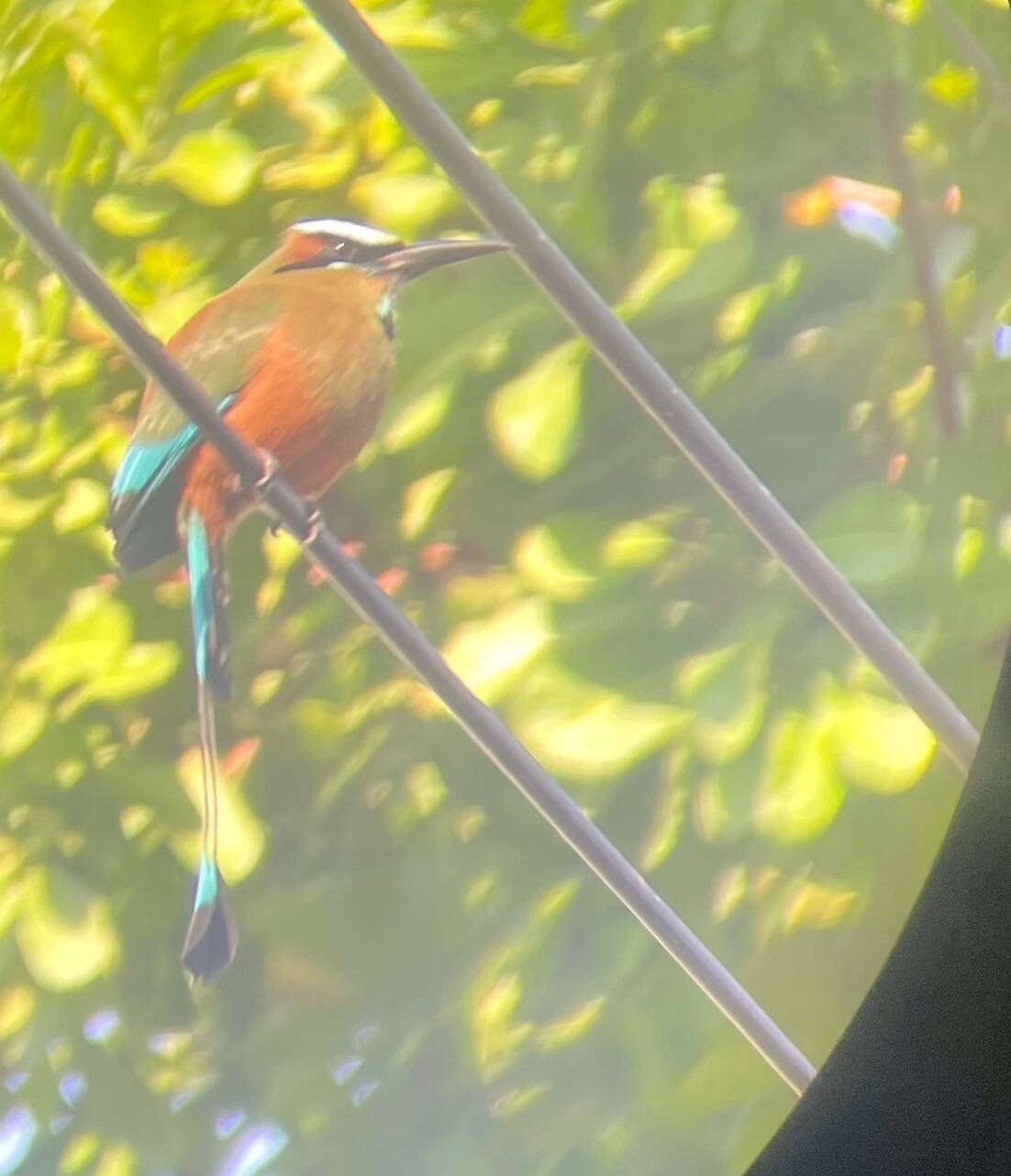 In a photo taken through a binocular lens, a turquoise-browed mot mot perches on a power wire above a street in a small village on the Pacific Coast of Costa Rica. (Courtesy Photo / Ned Rozell)