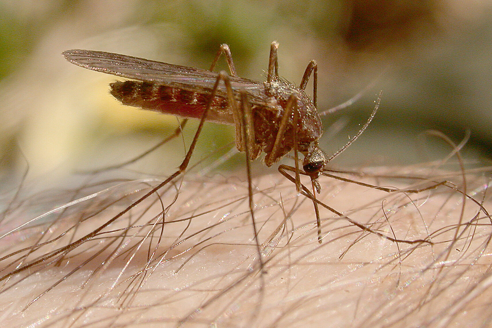 Female mosquitoes have complex mouthparts, with toothy maxillae that saw a hole in the host, an injection tube for saliva, and another tube for sucking up blood. (Courtesy Photo / Bob Armstrong)
