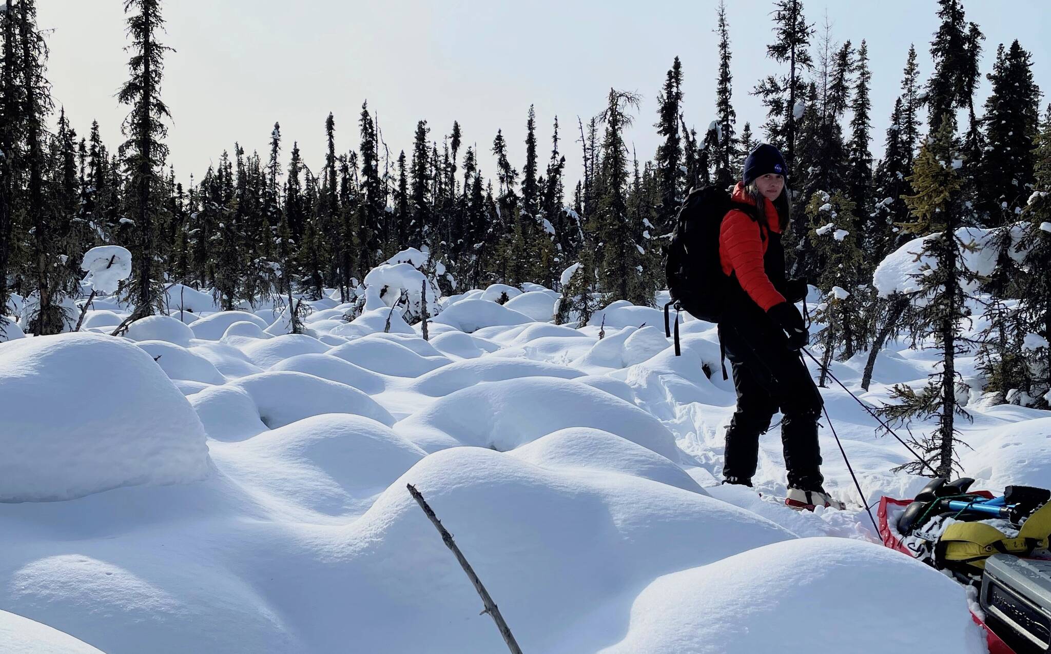 On March 15, 2023, Carrie Vuyovich of NASA Goddard Space Flight Center in Maryland drags a sled through the boreal forest north of Fairbanks as she moves equipment to measure the snowpack. (Courtesy Photo / Ned Rozell)
