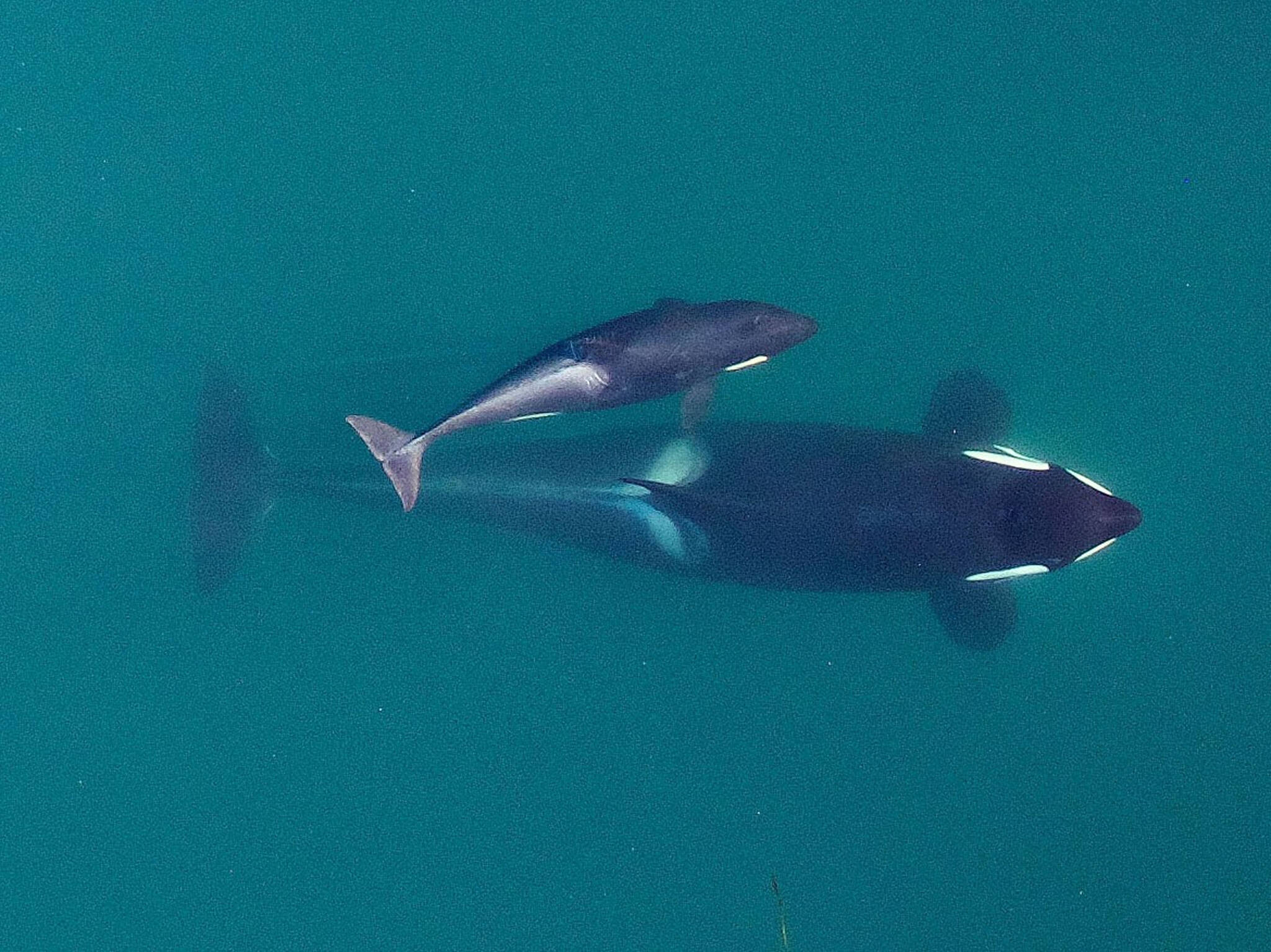 This September 2015, photo provided by NOAA Fisheries shows an aerial view of adult female Southern Resident killer whale (J16) swimming with her calf (J50). New research suggests that inbreeding may be a key reason that the Pacific Northwest’s endangered population of killer whales has failed to recover despite decades of conservation efforts. The so-called “southern resident” population of orcas stands at 73 whales. That’s just two more than in 1971, after scores of the whales were captured for display in marine theme parks around the world. (NOAA Fisheries / Vancouver Aquarium)
