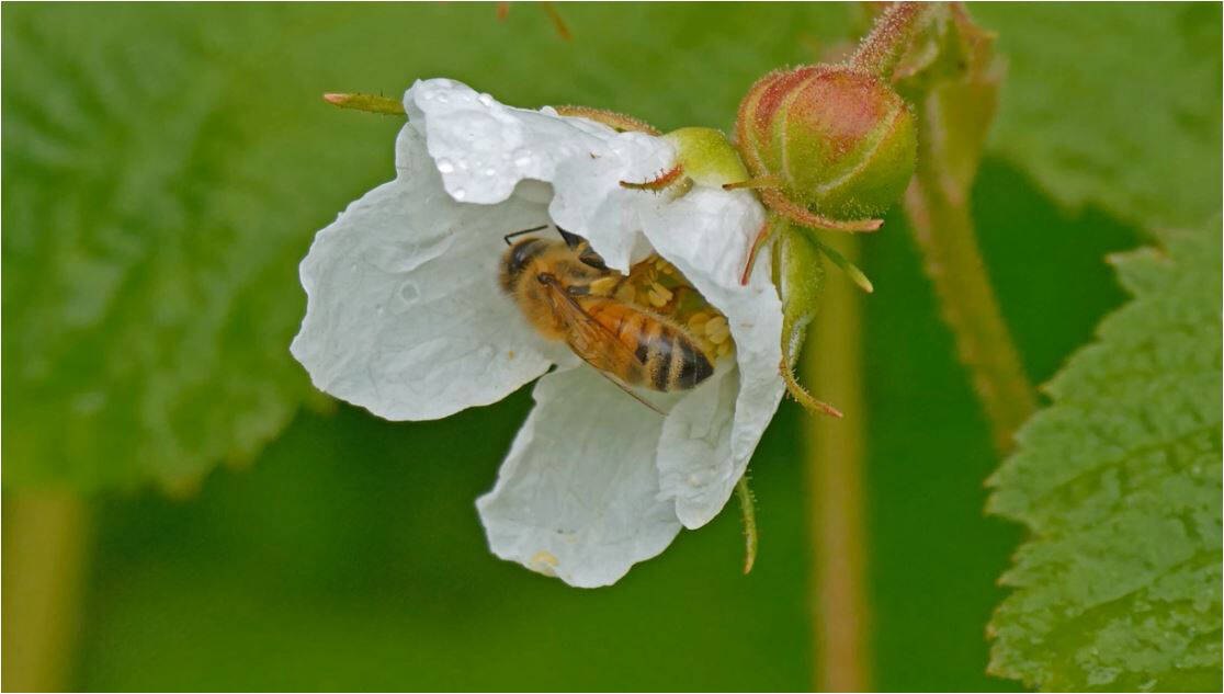 A honeybee explores a thimbleberry flower (Courtesy Photo / Bob Armstrong)