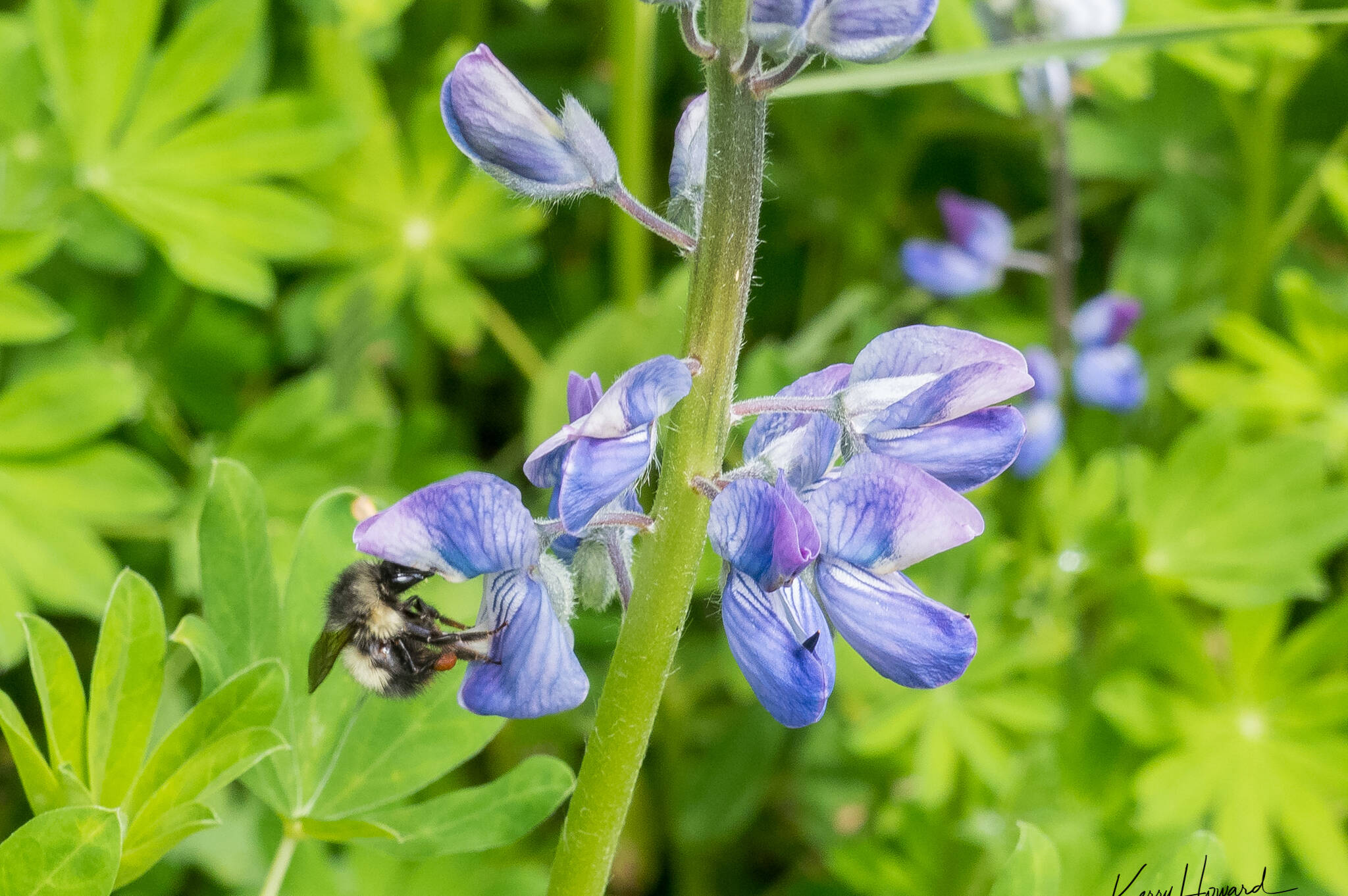 A bumblebee had pried open a lupine flower (Courtesy Photo / Kerry Howard)