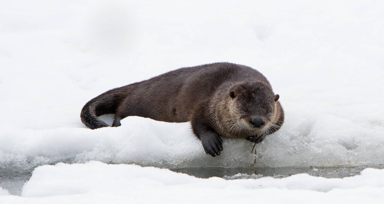 An otter sleeps on the ice near an open channel (Courtesy Photo / Jos Bakker)